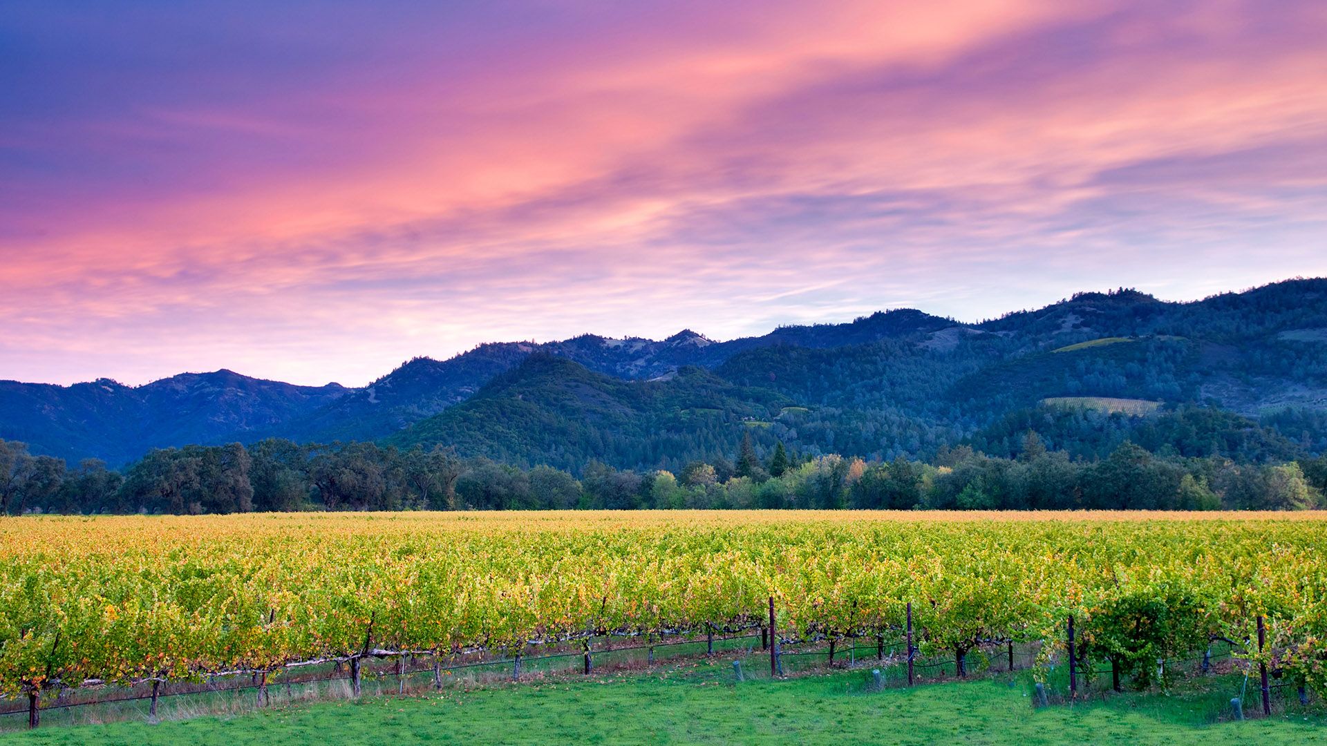 Napa Valley Wallpapers Top Free Napa Valley Backgrounds Wallpaperaccess