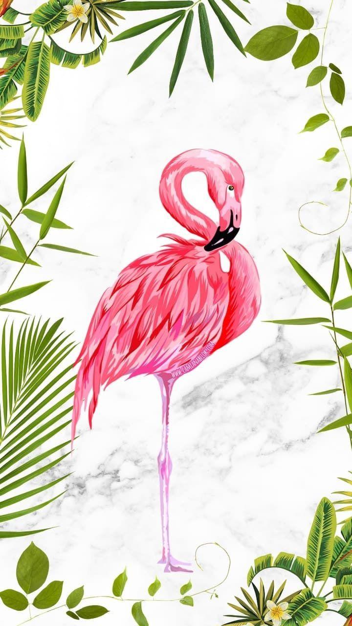 Cartoon Flamingo Wallpapers Top Free Cartoon Flamingo Backgrounds