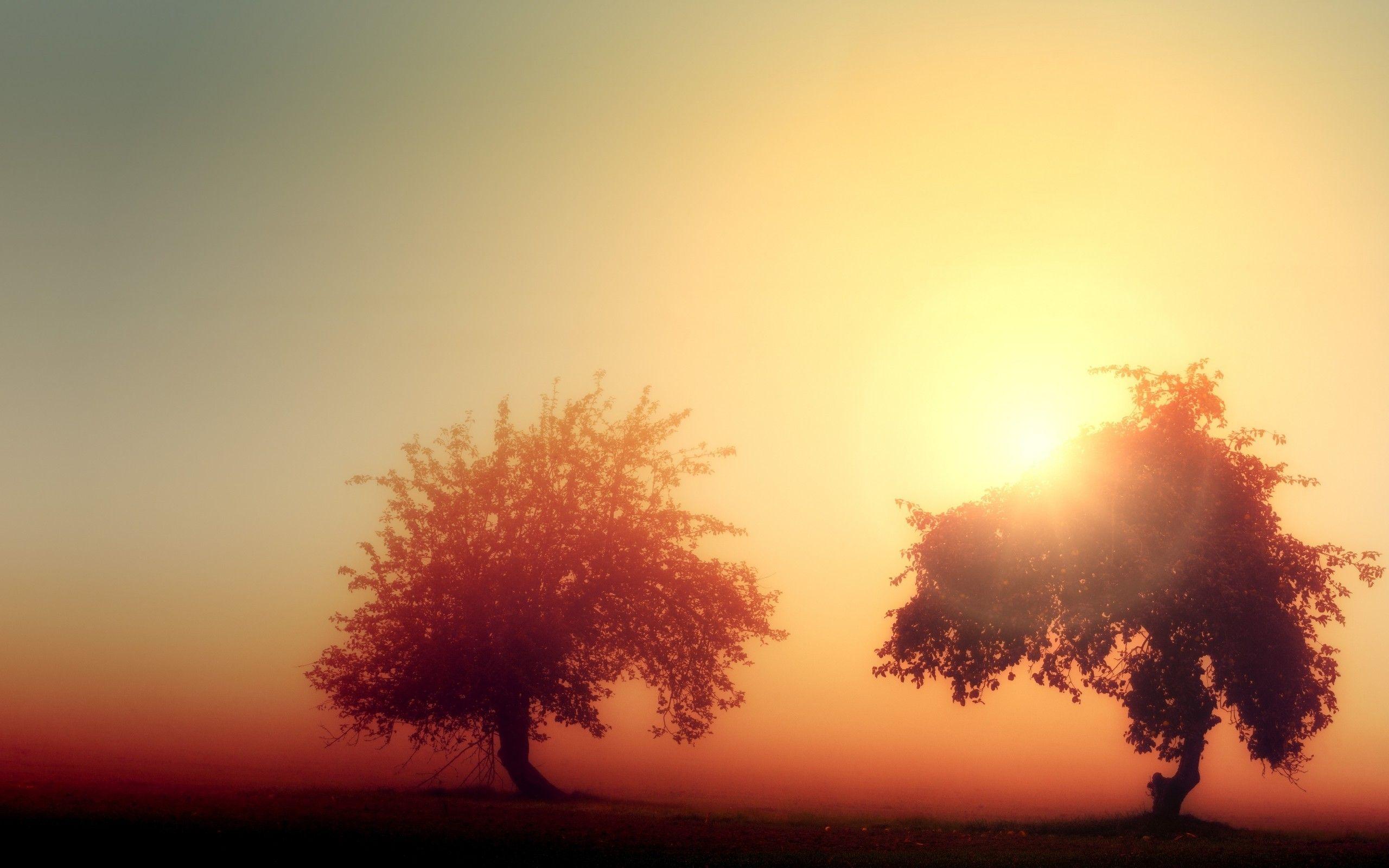 Tree Sunrise Wallpapers Top Free Tree Sunrise Backgrounds