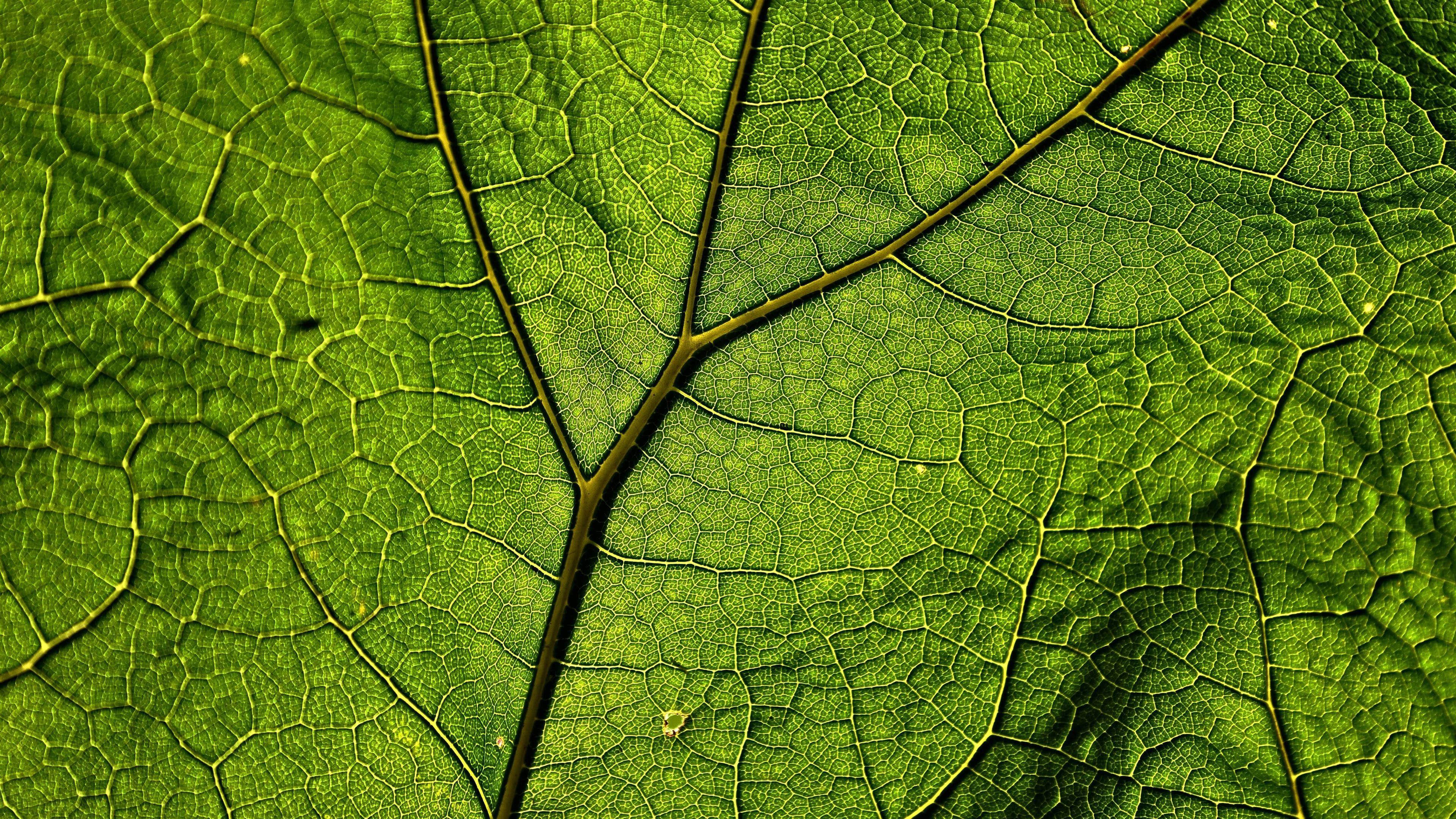 Plant K Wallpapers Top Free Plant K Backgrounds Wallpaperaccess