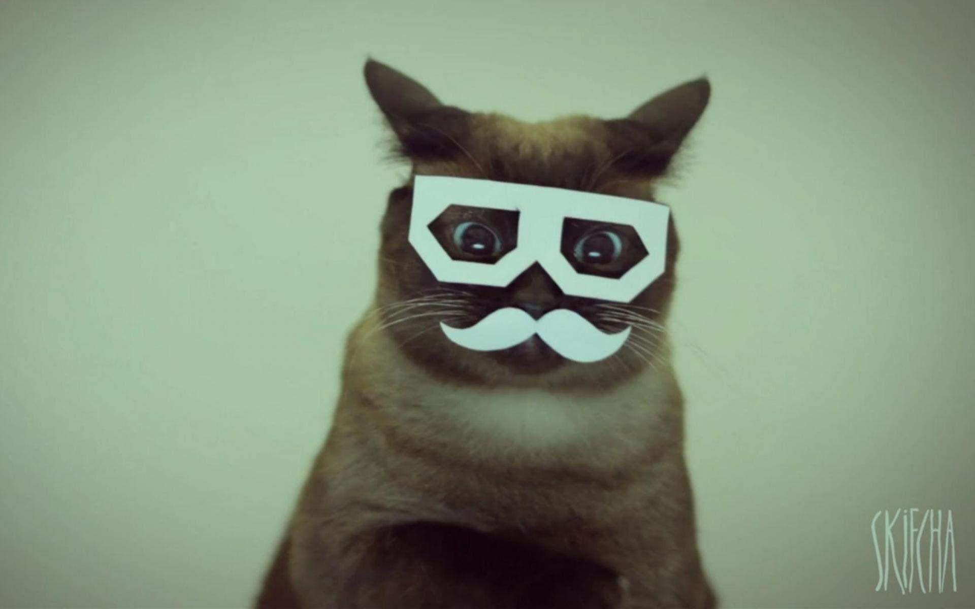 Hipster Cat Wallpapers Top Free Hipster Cat Backgrounds WallpaperAccess