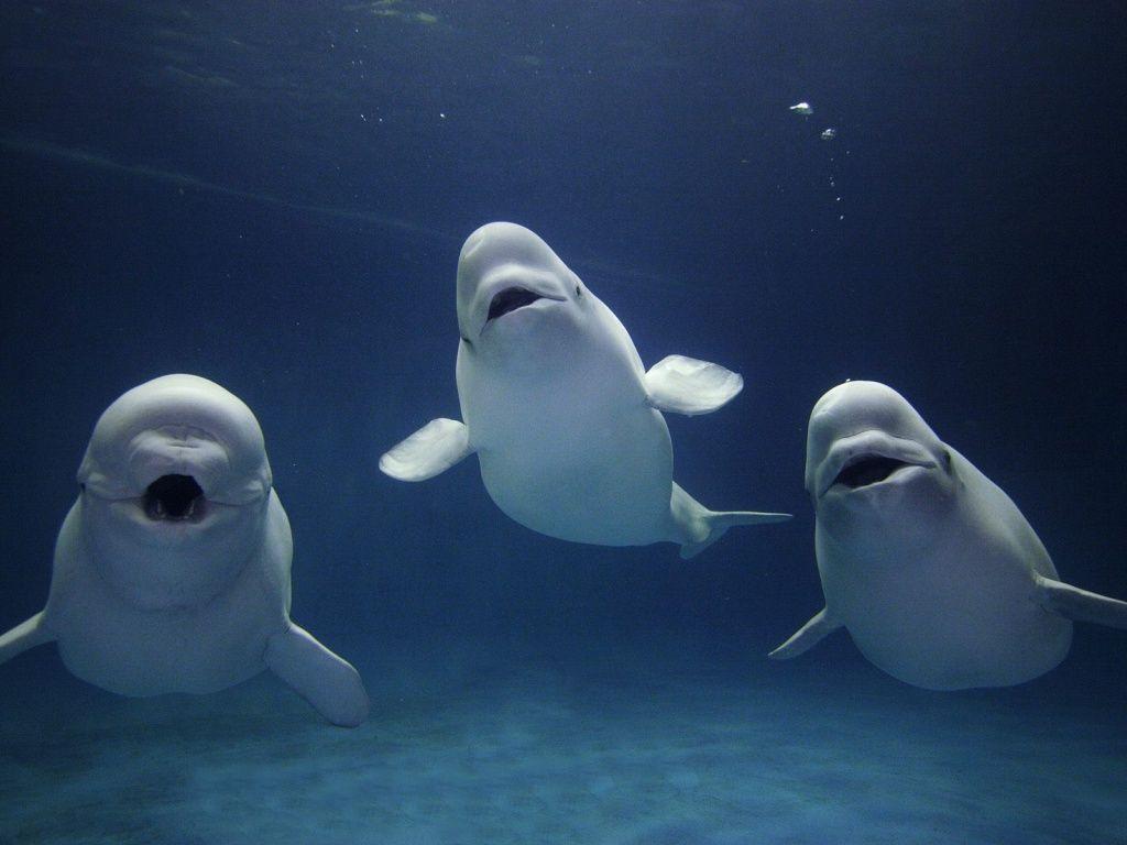 Beluga Whale Wallpaper