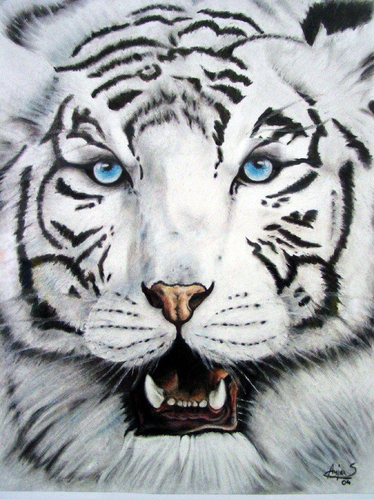 Tiger Iphone Hd Wallpapers Top Free Tiger Iphone Hd Backgrounds