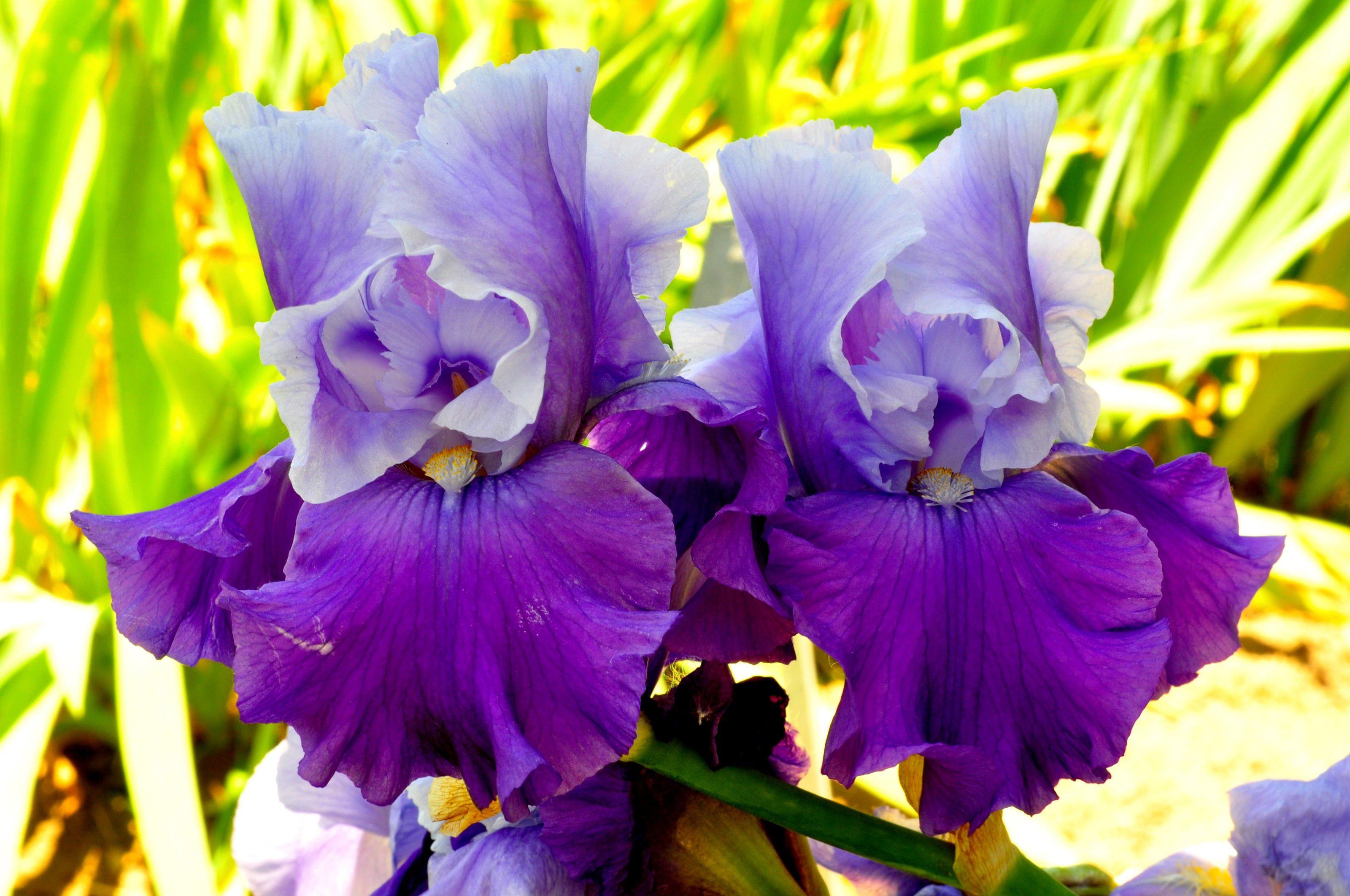 Iris Flower Wallpapers Top Free Iris Flower Backgrounds WallpaperAccess