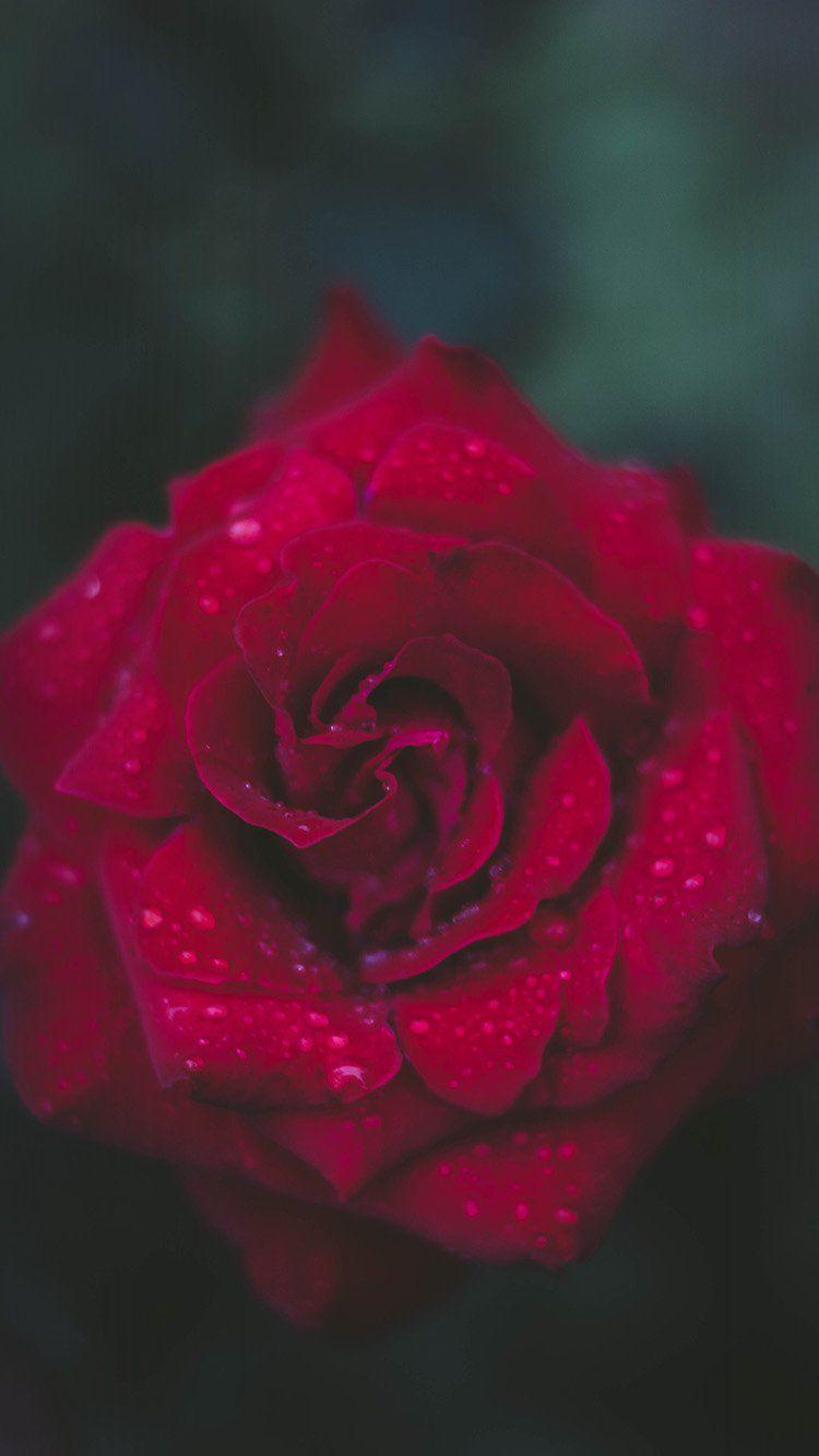 Apple IPhone Rose Wallpapers Top Free Apple IPhone Rose Backgrounds