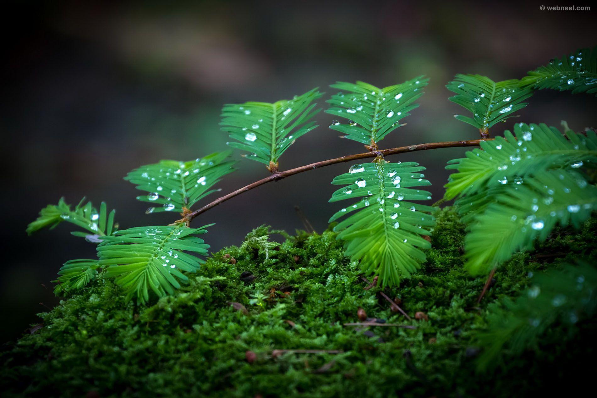 Rainy Nature Wallpapers Top Free Rainy Nature Backgrounds