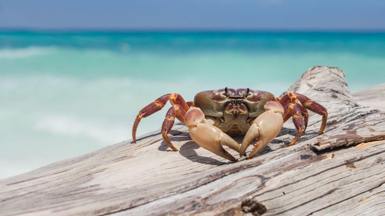 Crab Wallpapers Top Free Crab Backgrounds Wallpaperaccess