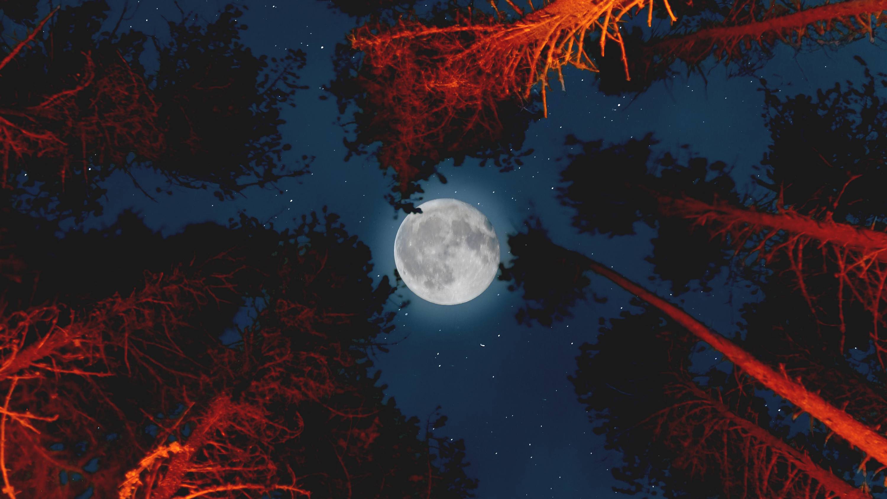 Forest Moon Wallpapers Top Free Forest Moon Backgrounds Wallpaperaccess