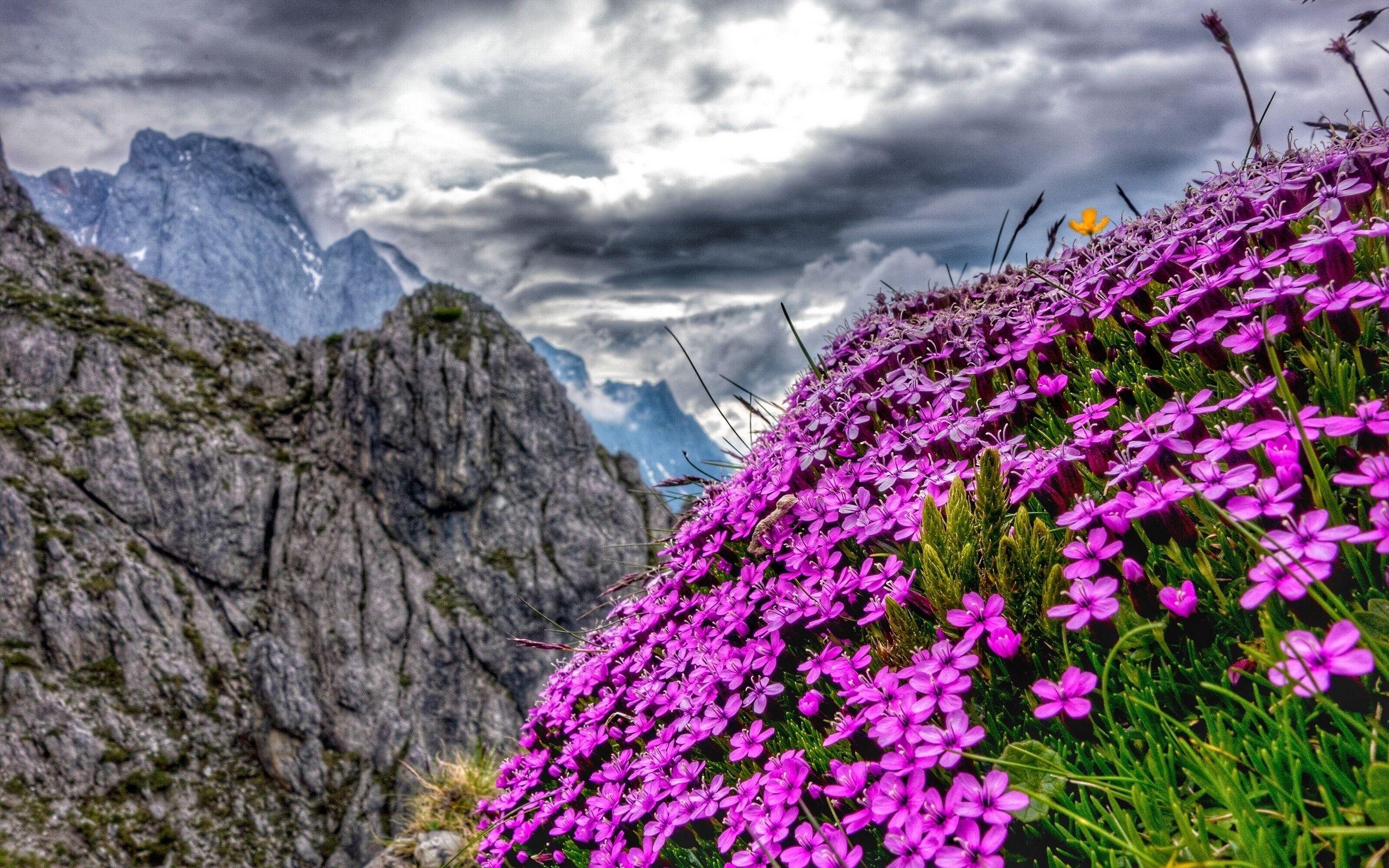 Alps Flowers Wallpapers Top Free Alps Flowers Backgrounds