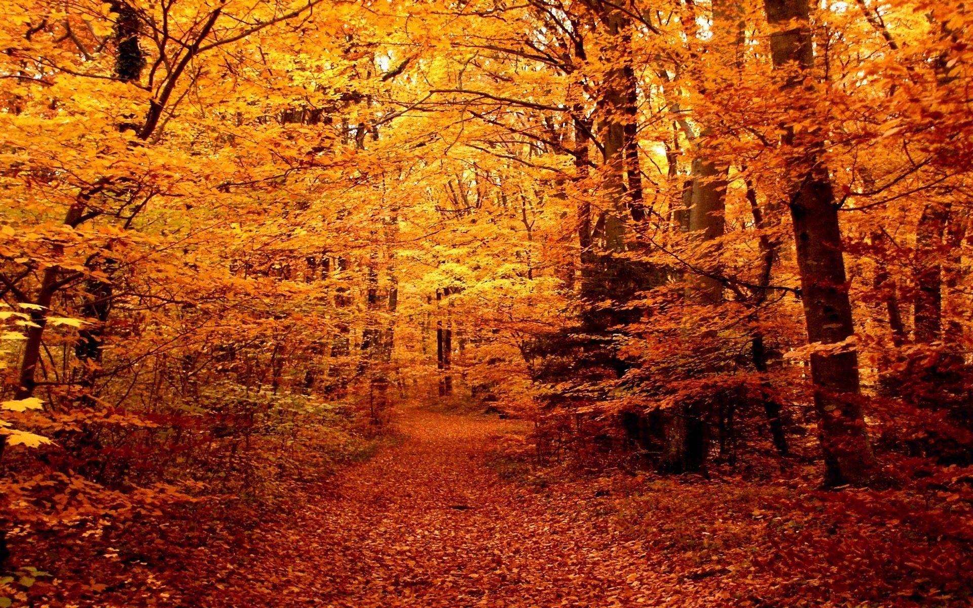 Autumn Forest Hd Wallpapers Top Free Autumn Forest Hd Backgrounds Wallpaperaccess