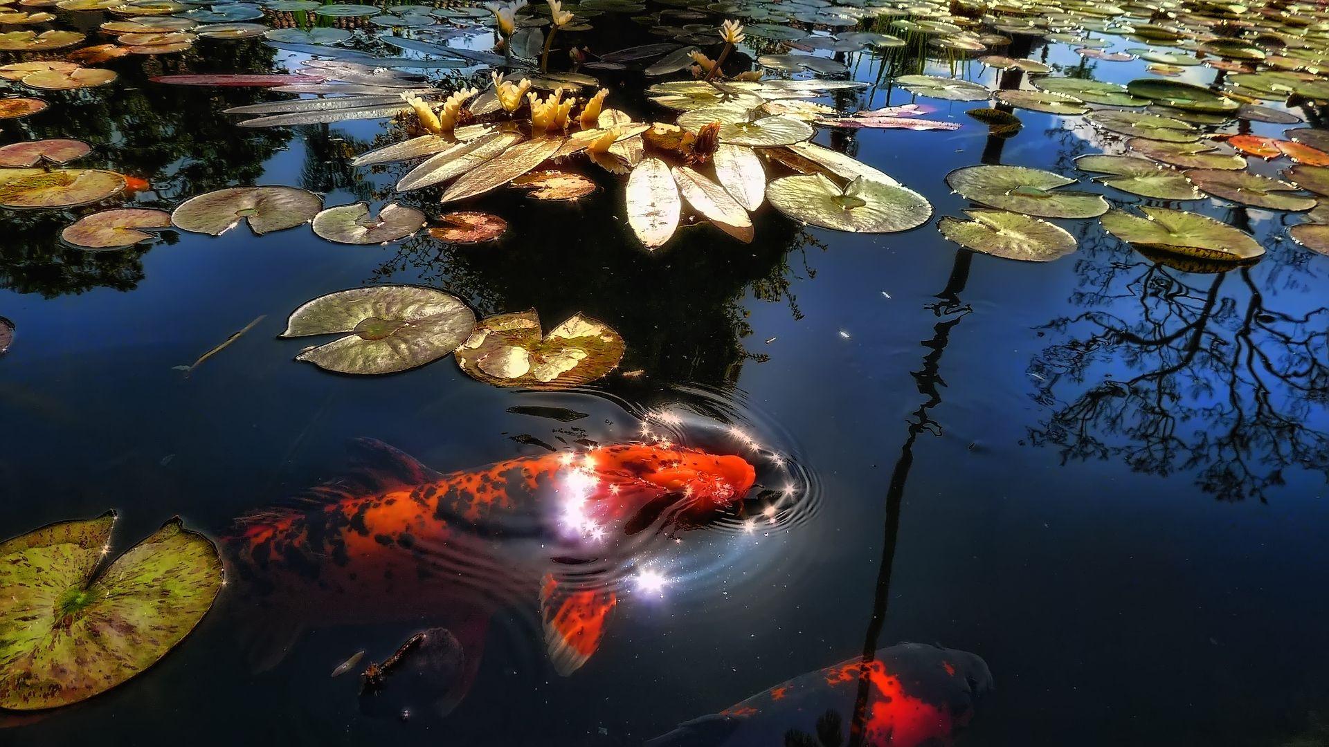 Koi Fish Pond Wallpapers Top Free Koi Fish Pond Backgrounds Wallpaperaccess