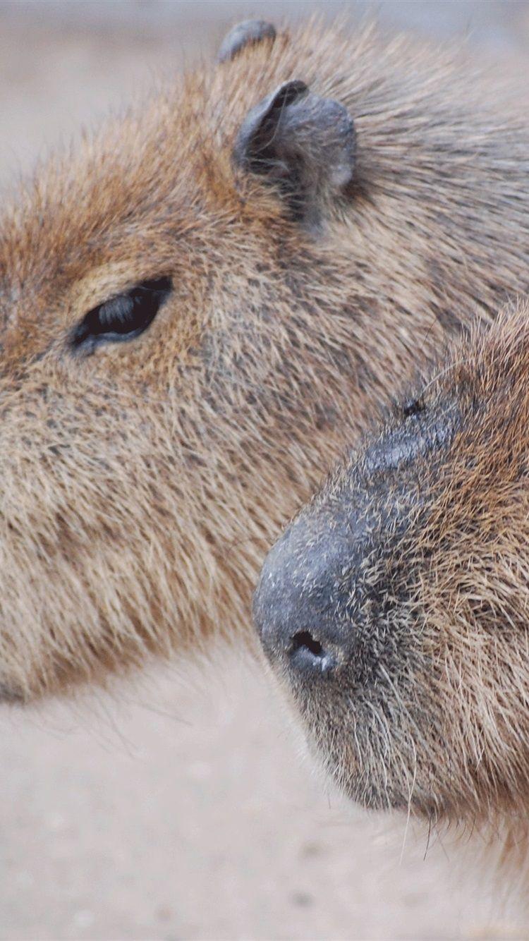 Cute Capybara Wallpapers Top Free Cute Capybara Backgrounds