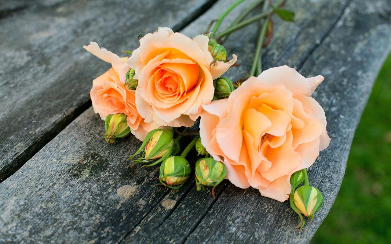 Orange Roses Wallpapers Top Free Orange Roses Backgrounds