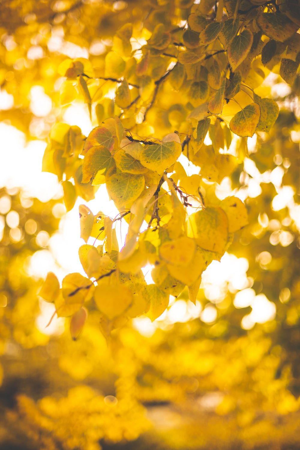 Yellow Tree Wallpapers Top Free Yellow Tree Backgrounds Wallpaperaccess