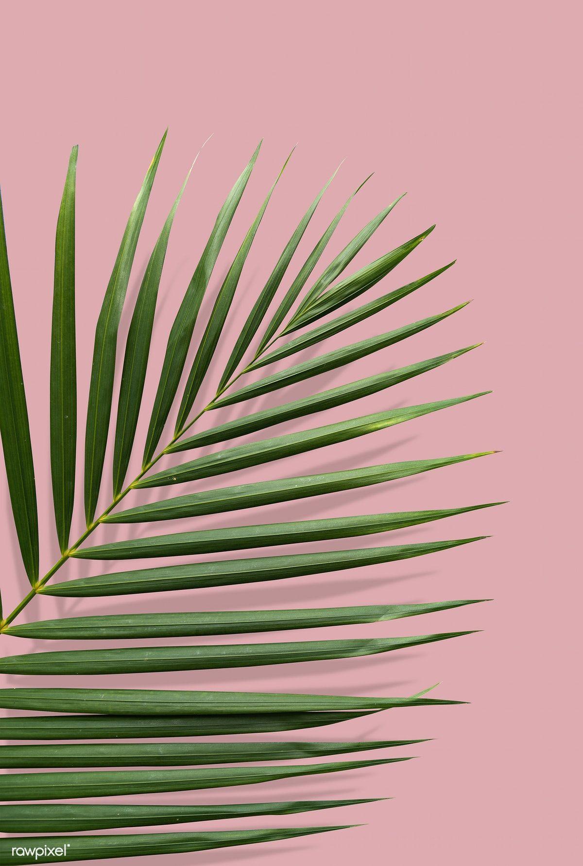 Pink Tropical Leaves Wallpapers Top Free Pink Tropical Leaves