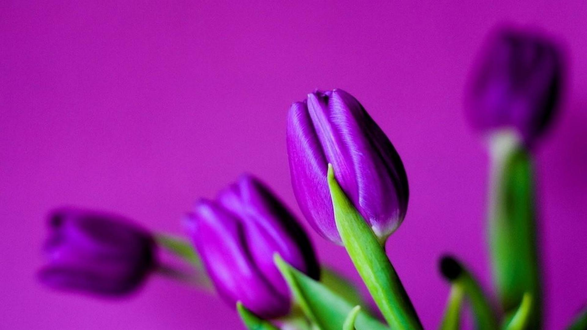 Purple Tulips Hd Wallpapers Top Free Purple Tulips Hd Backgrounds