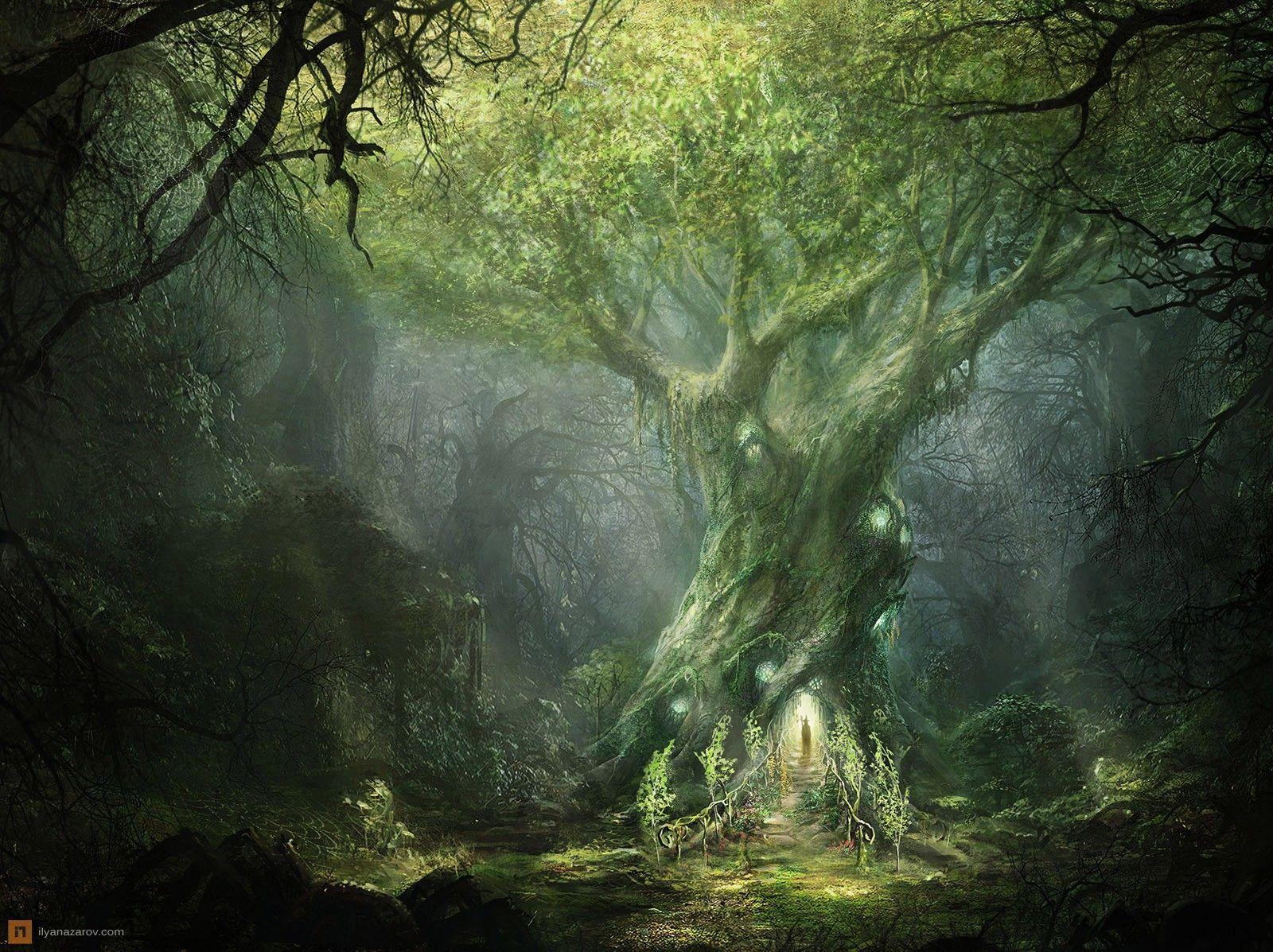 Mysterious Forest Wallpapers Top Free Mysterious Forest Backgrounds