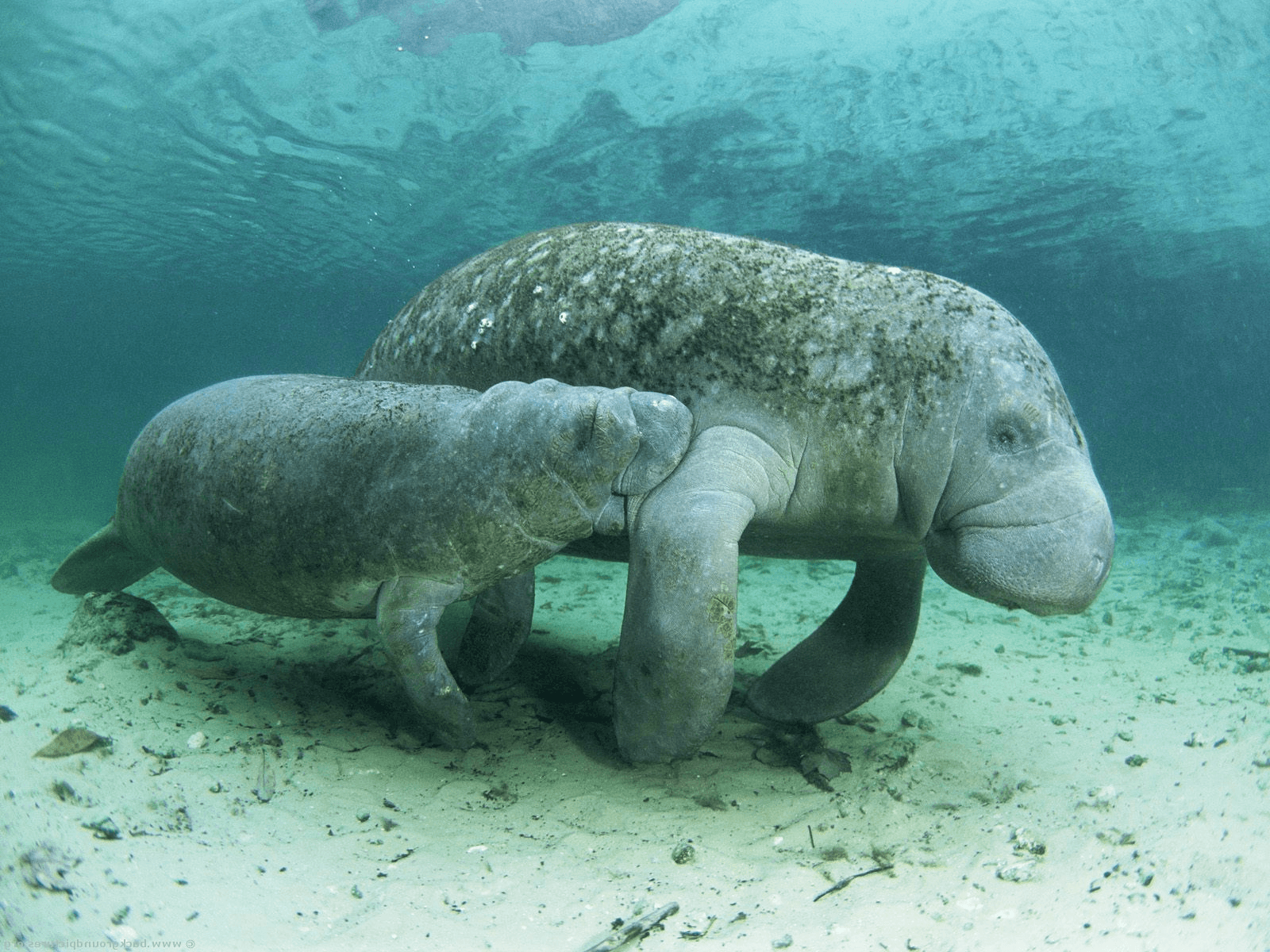 Sea Manatee Wallpapers Top Free Sea Manatee Backgrounds Wallpaperaccess