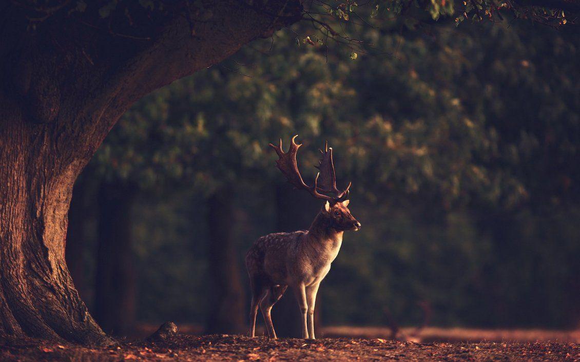 Forest Deer Wallpapers Top Free Forest Deer Backgrounds WallpaperAccess