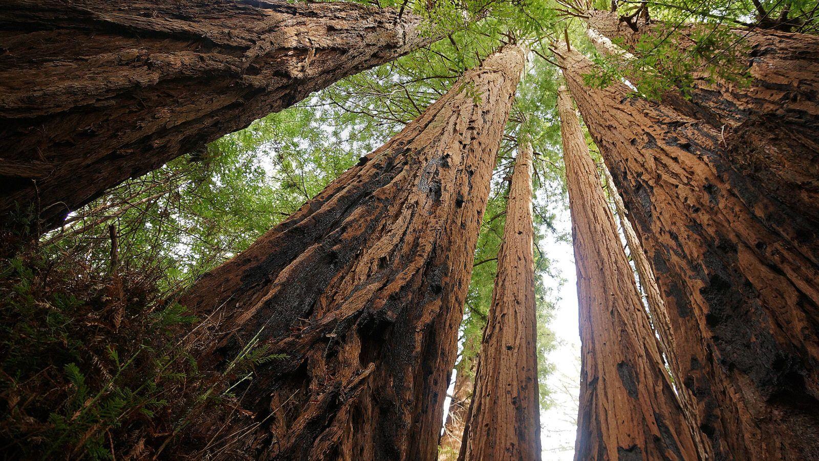 Santa Cruz Redwoods Wallpapers Top Free Santa Cruz Redwoods