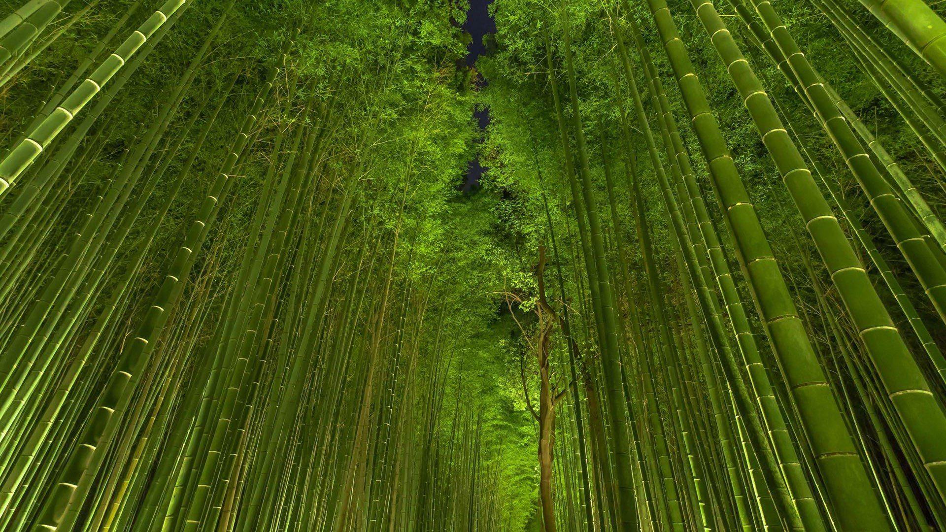Japanese Bamboo Wallpapers Top Free Japanese Bamboo Backgrounds