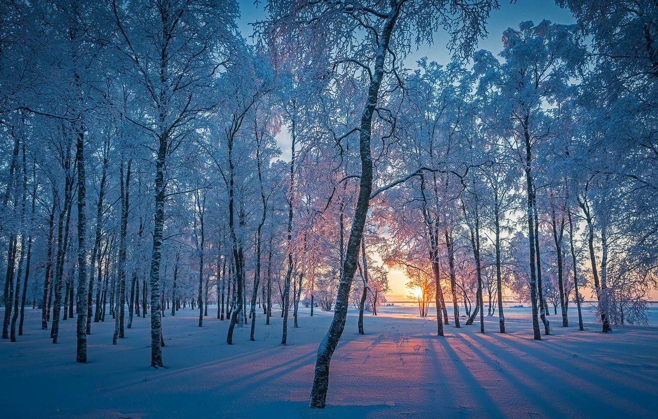 Winter Forest Desktop Wallpapers Top Free Winter Forest Desktop Backgrounds Wallpaperaccess