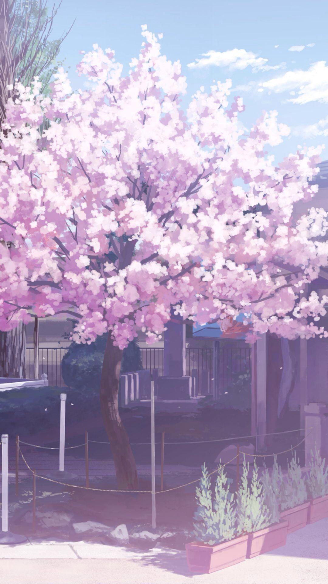 Sakura Tree Anime Wallpapers Top Free Sakura Tree Anime Backgrounds WallpaperAccess