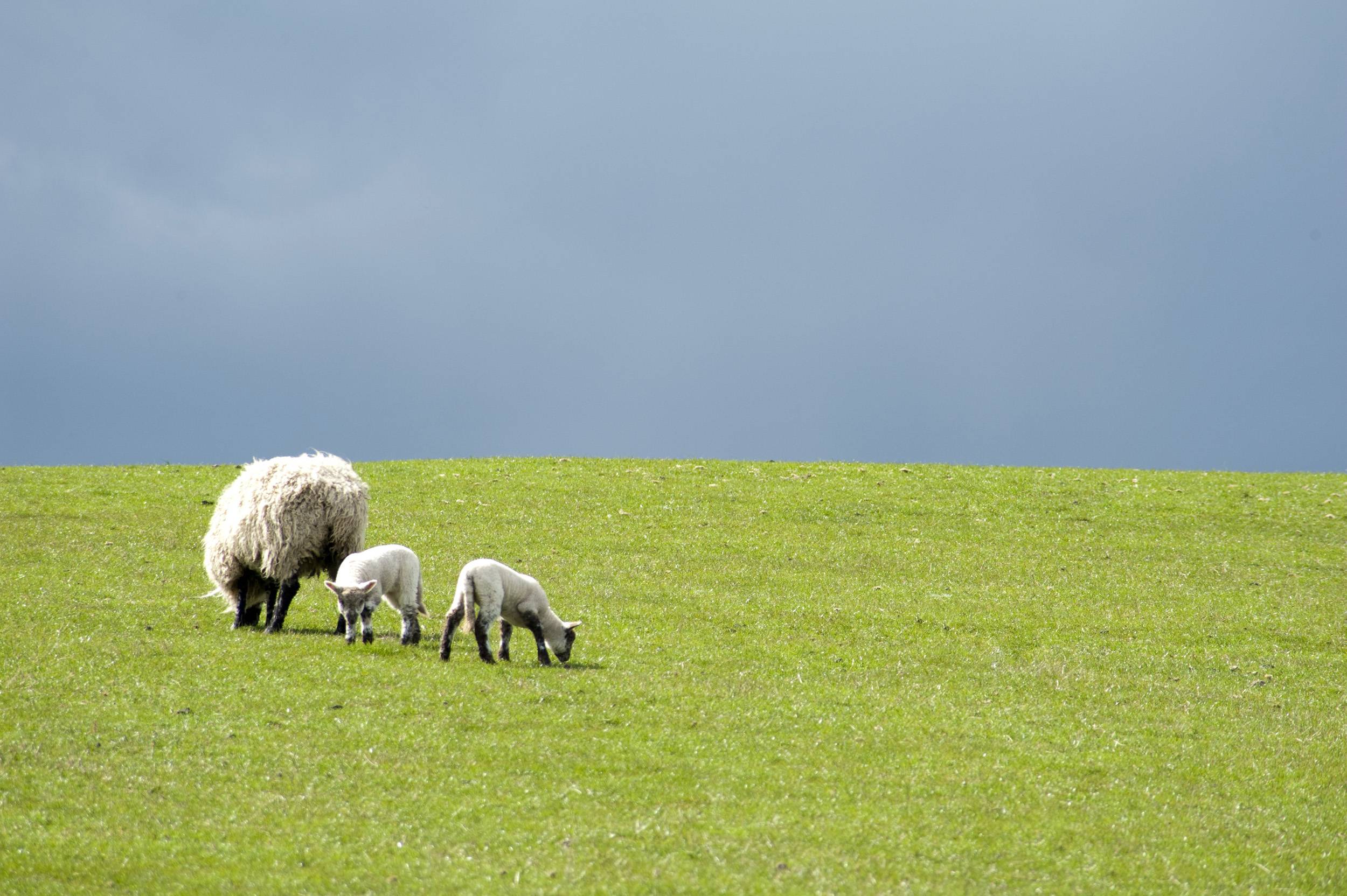 Green Pastures Wallpapers Top Free Green Pastures Backgrounds