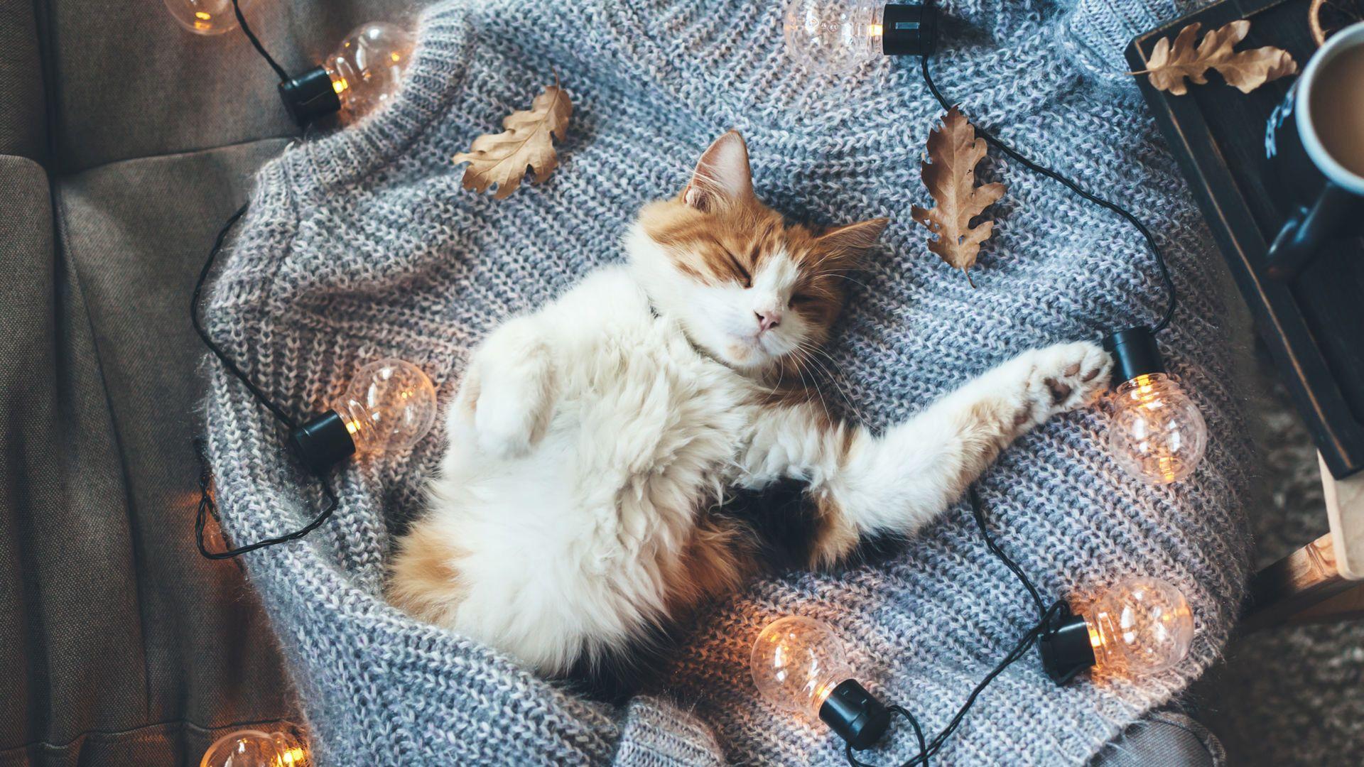 Cute Winter Cat Wallpapers Top Free Cute Winter Cat Backgrounds