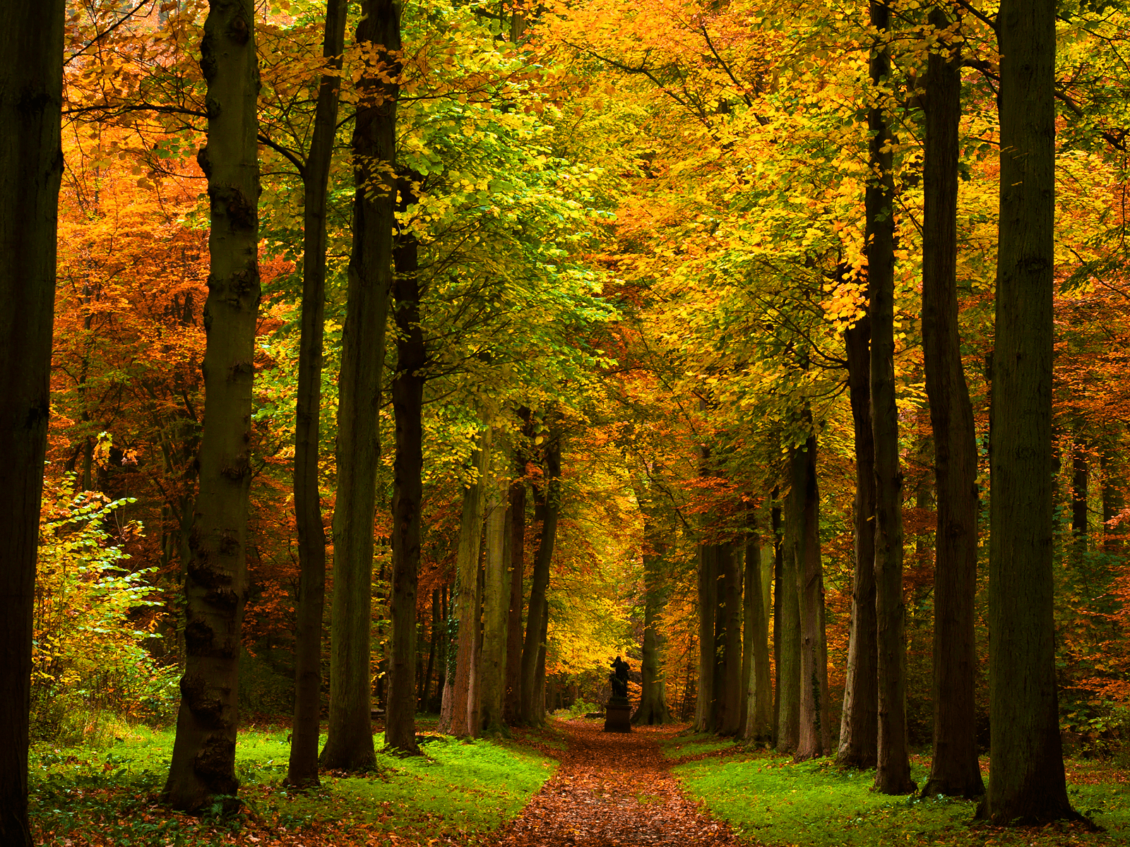 Autumn Forest Path Wallpapers Top Free Autumn Forest Path Backgrounds