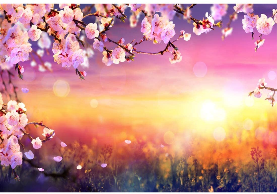 Sunset Cherry Blossom Wallpapers Top Free Sunset Cherry Blossom Backgrounds Wallpaperaccess