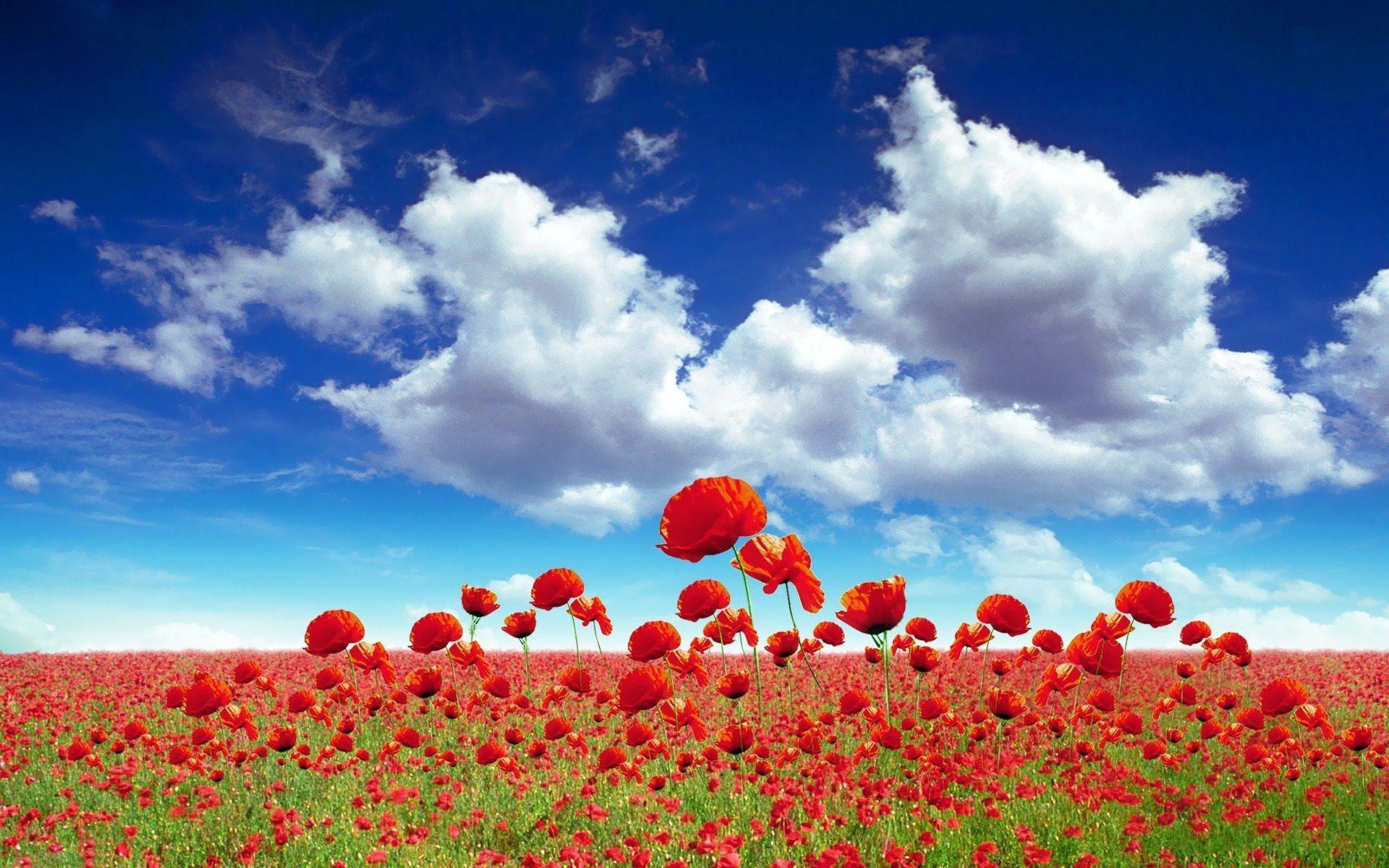 Poppy Field Wallpapers Top Free Poppy Field Backgrounds WallpaperAccess