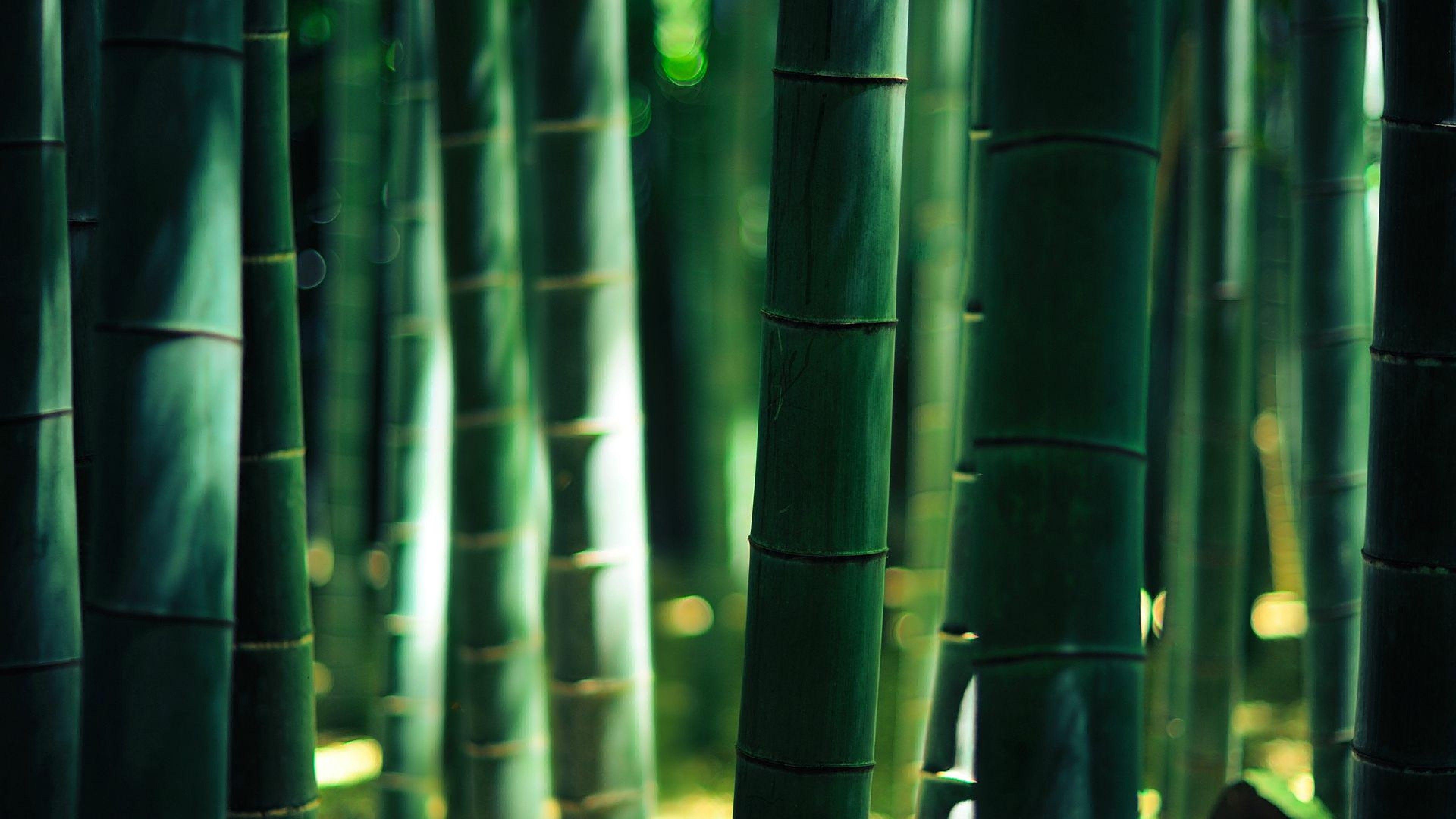 Bamboo K Wallpapers Top Free Bamboo K Backgrounds Wallpaperaccess