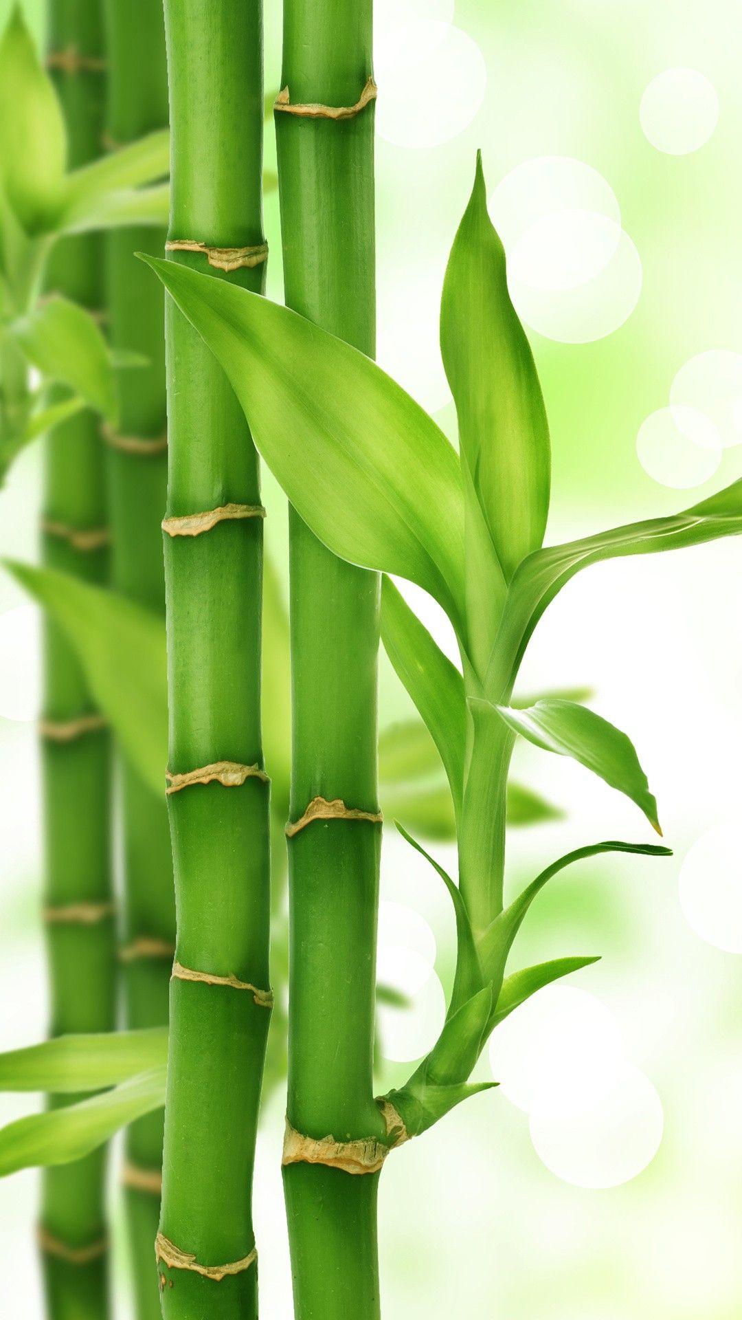 Bamboo Leaves Wallpapers Top Free Bamboo Leaves Backgrounds WallpaperAccess