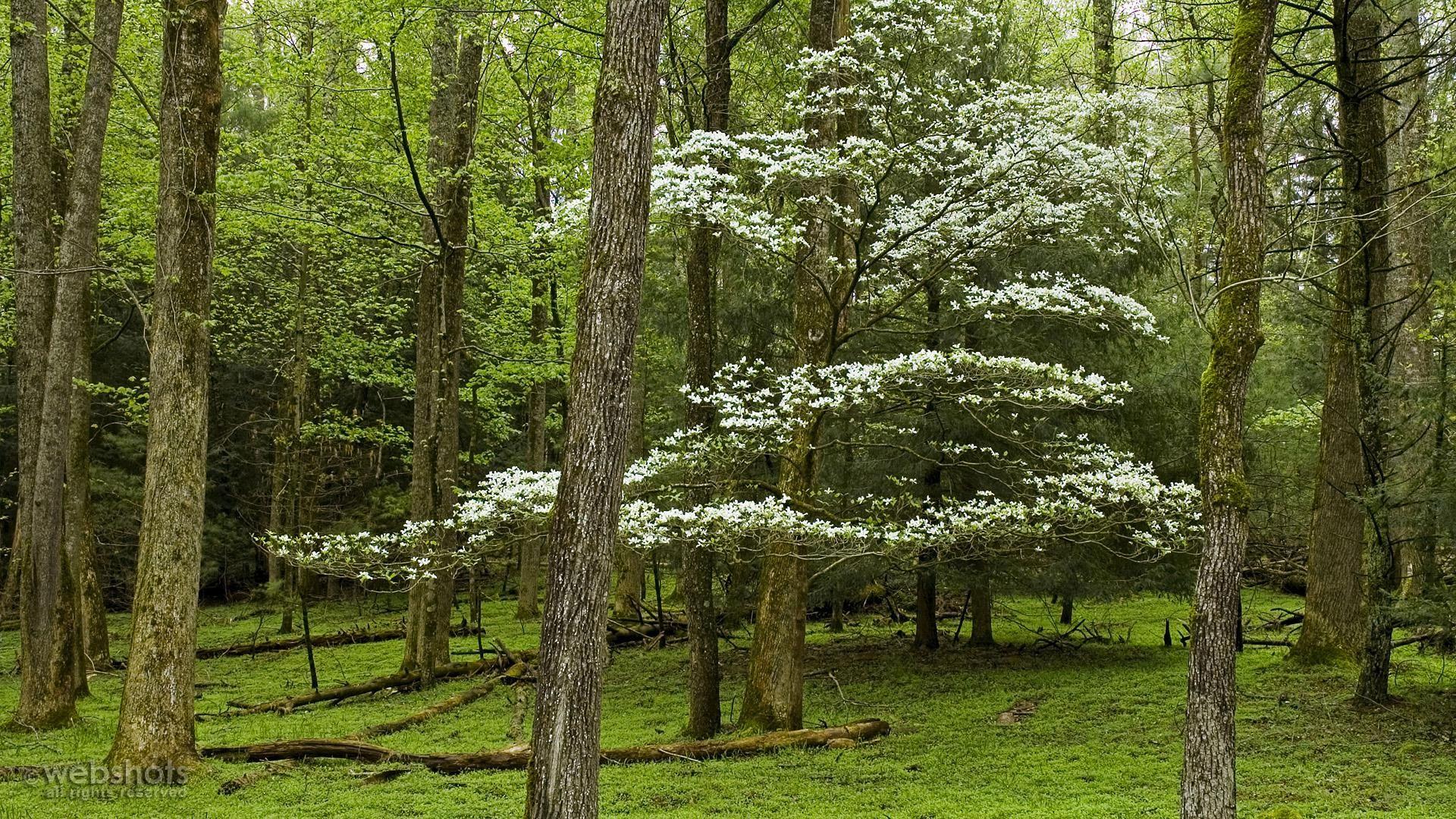 Cades Cove Wallpapers Top Free Cades Cove Backgrounds WallpaperAccess