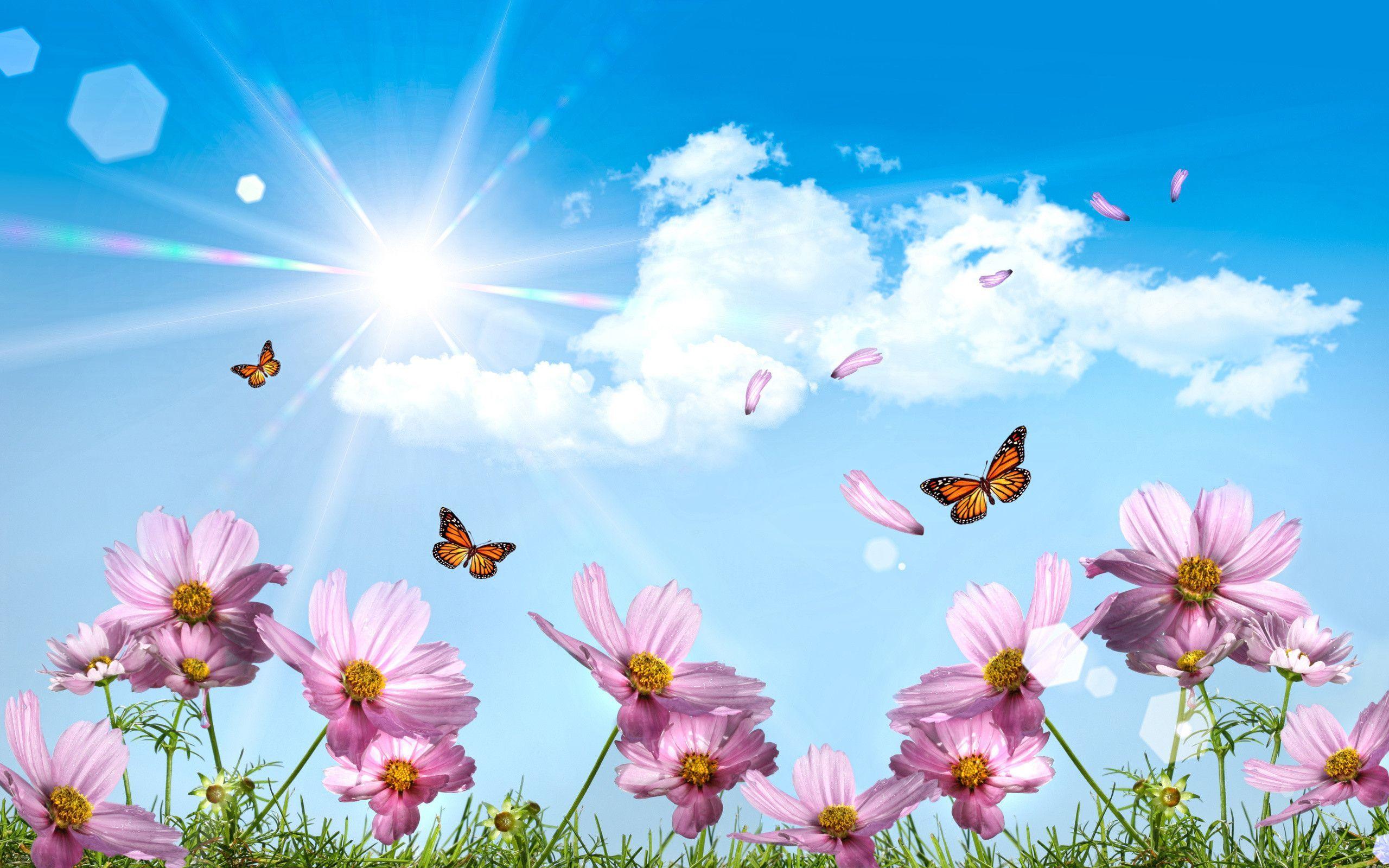 Sunny Flower Wallpapers Top Free Sunny Flower Backgrounds