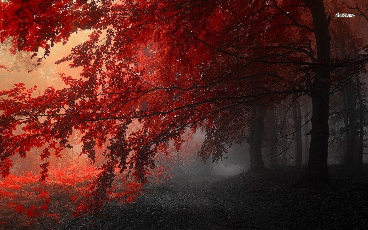 Foggy Autumn Wallpapers Top Free Foggy Autumn Backgrounds