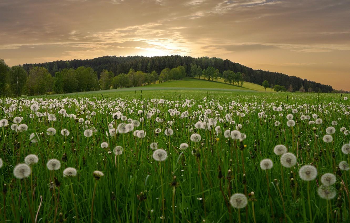 Dandelion Field Wallpapers Top Free Dandelion Field Backgrounds