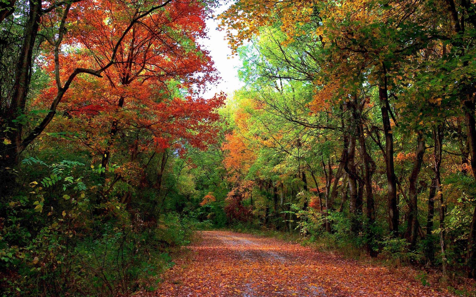 Autumn Forest Path Wallpapers Top Free Autumn Forest Path Backgrounds