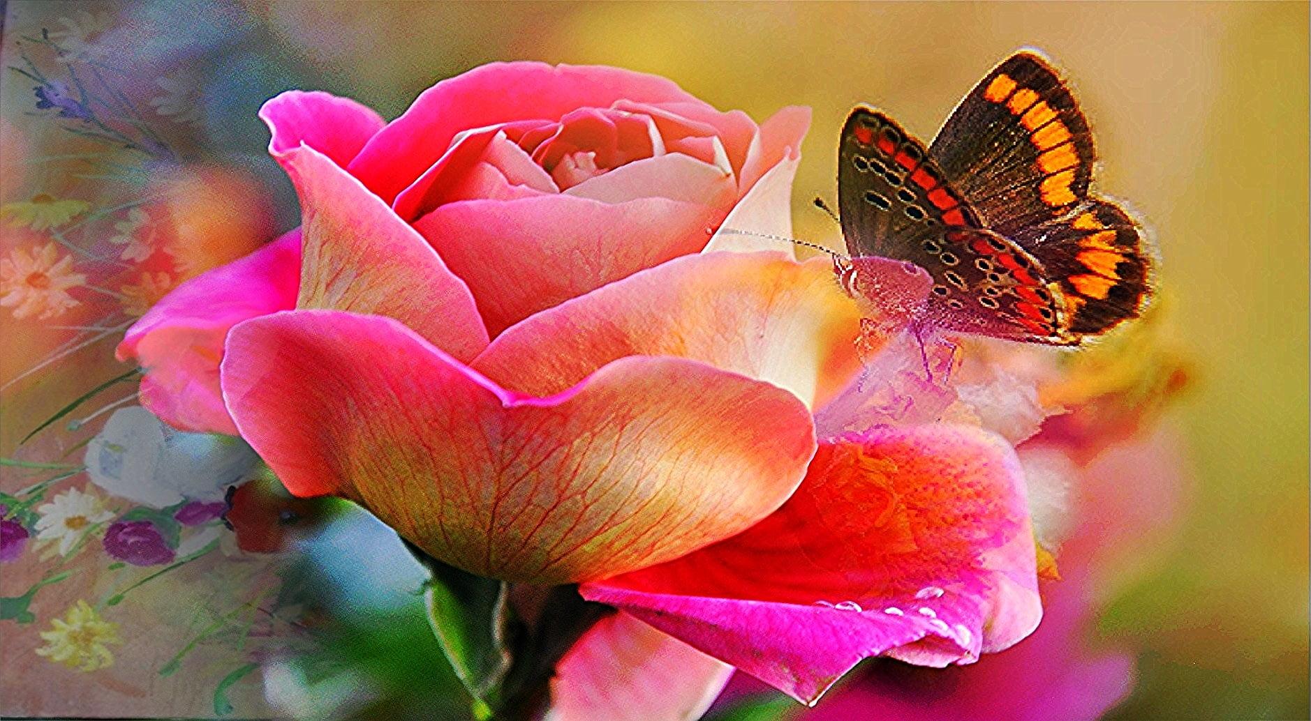 Roses And Butterflies Wallpapers Top Free Roses And Butterflies