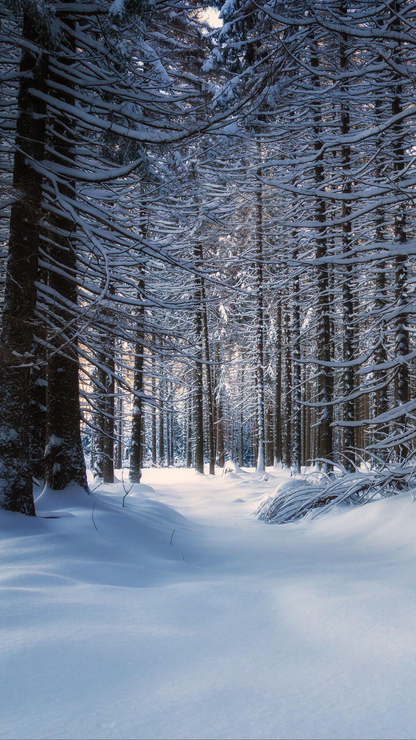 Snowy Forest Desktop Wallpapers Top Free Snowy Forest Desktop