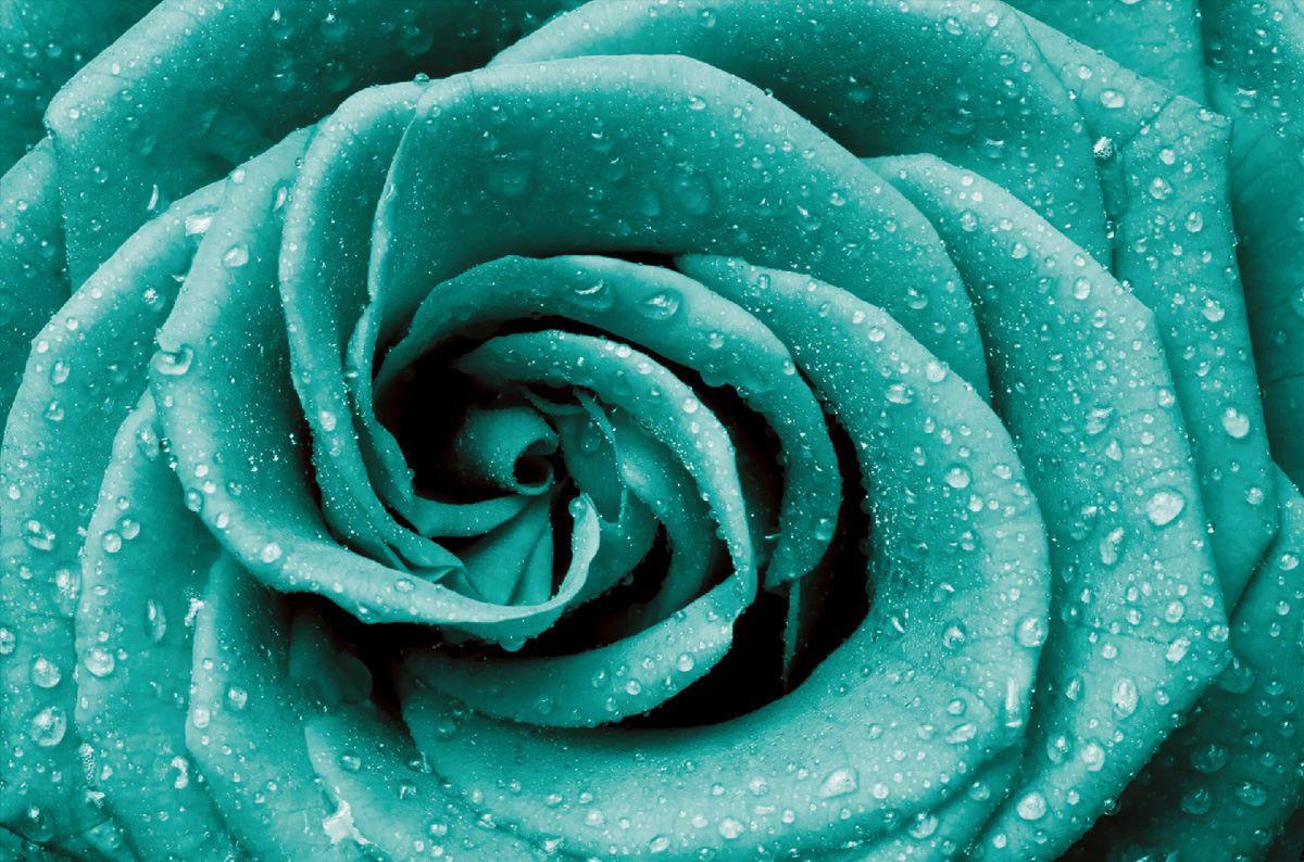 Teal Rose Wallpapers Top Free Teal Rose Backgrounds Wallpaperaccess