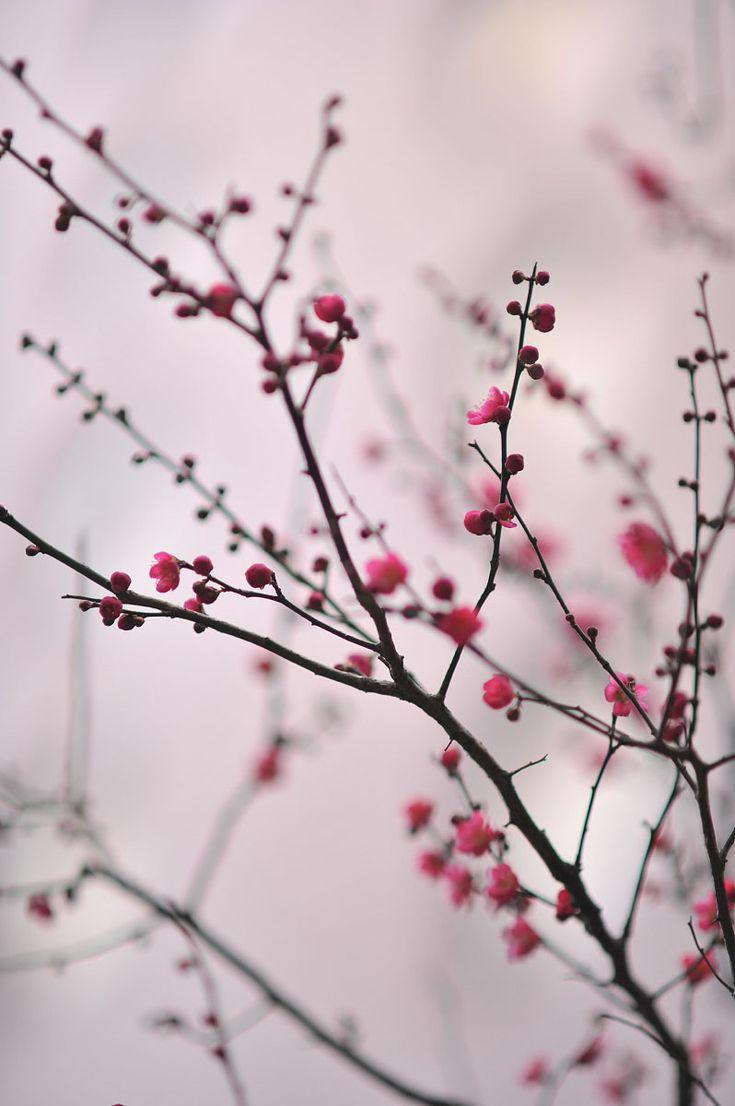 Plum Blossom Wallpapers Top Free Plum Blossom Backgrounds