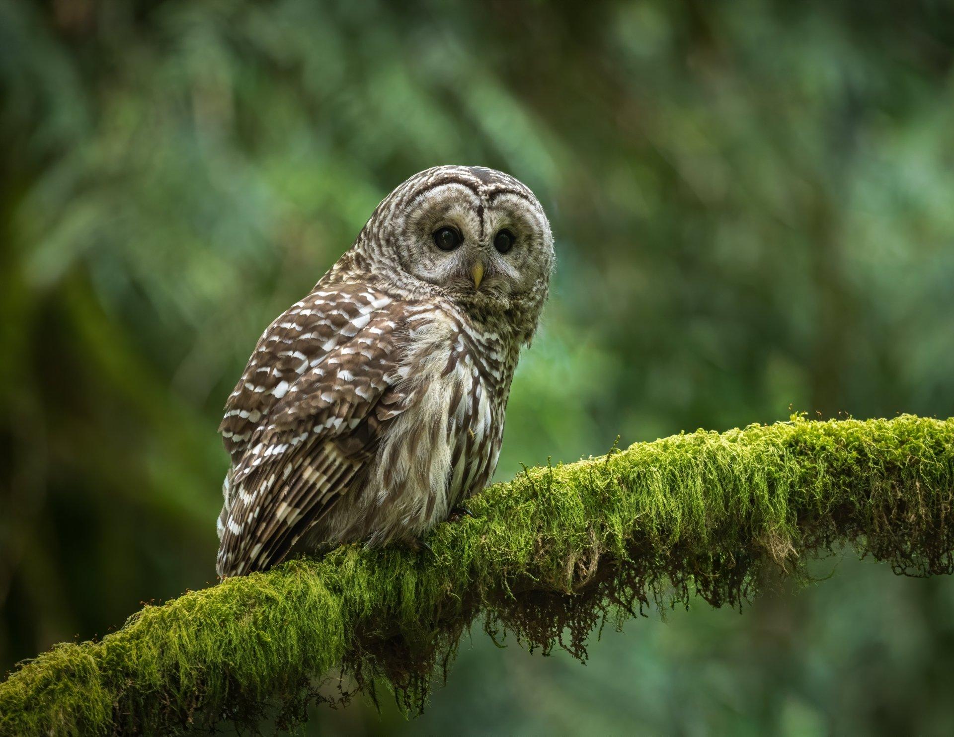 Barred Owl Wallpapers Top Free Barred Owl Backgrounds WallpaperAccess