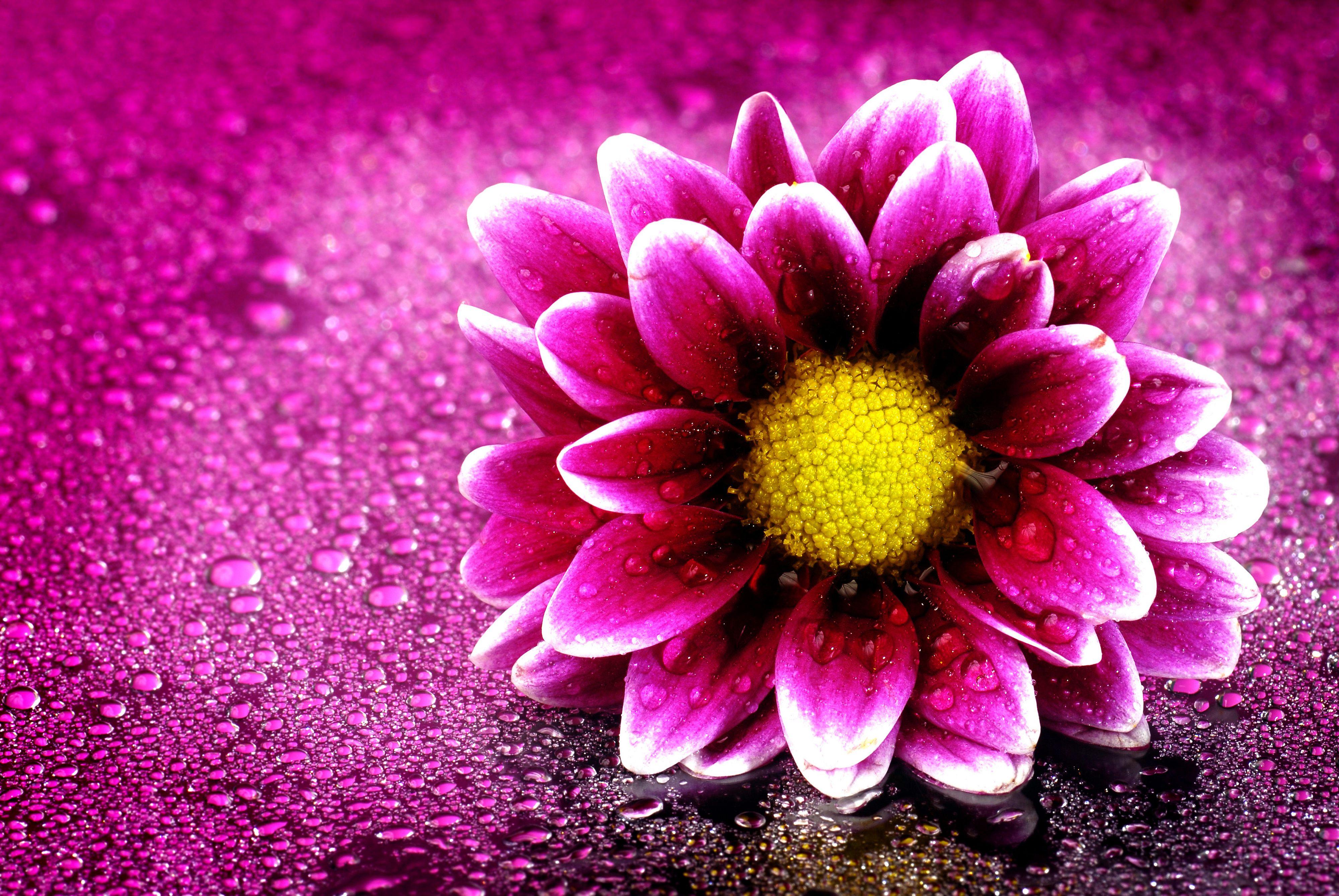 D Ultra Hd Flower Wallpapers M I C P Nh T