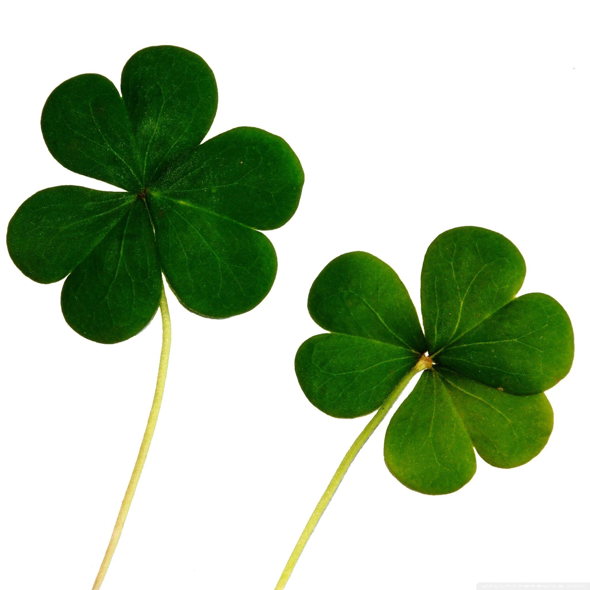 Lucky Desktop Wallpapers Top Free Lucky Desktop Backgrounds