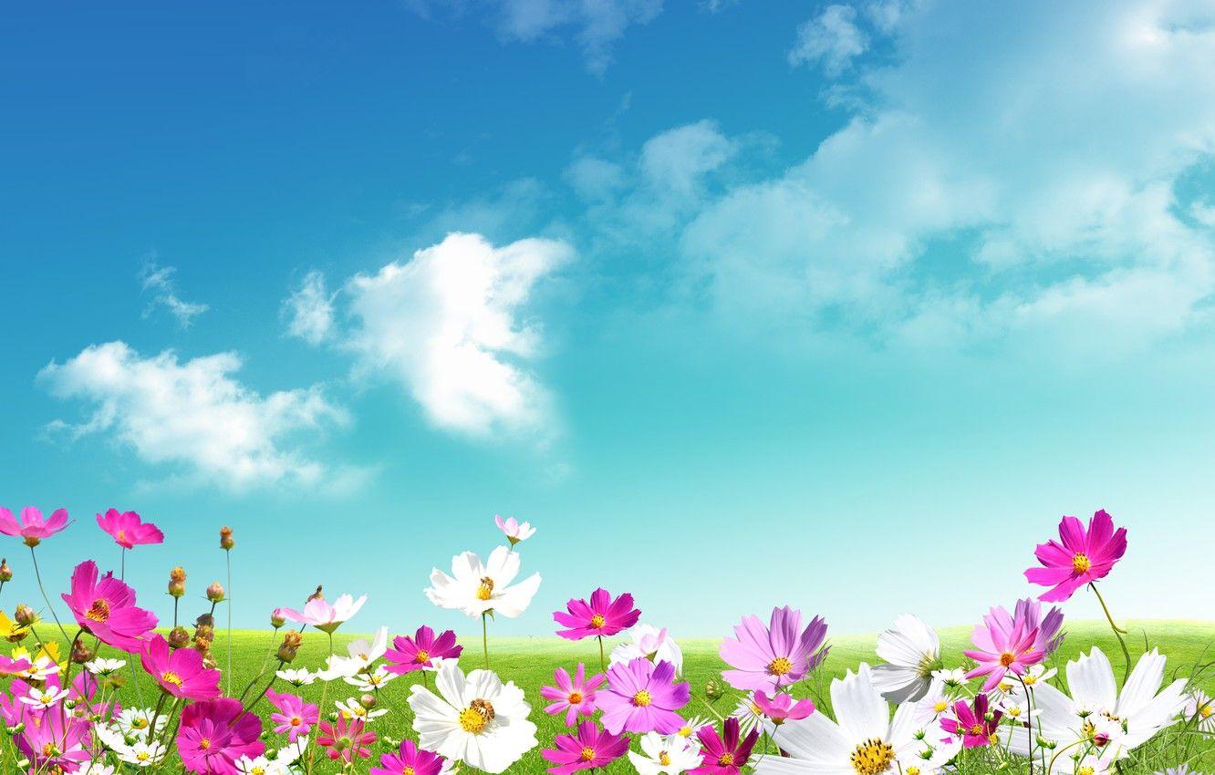 Flower And Sky Wallpapers Top Free Flower And Sky Backgrounds