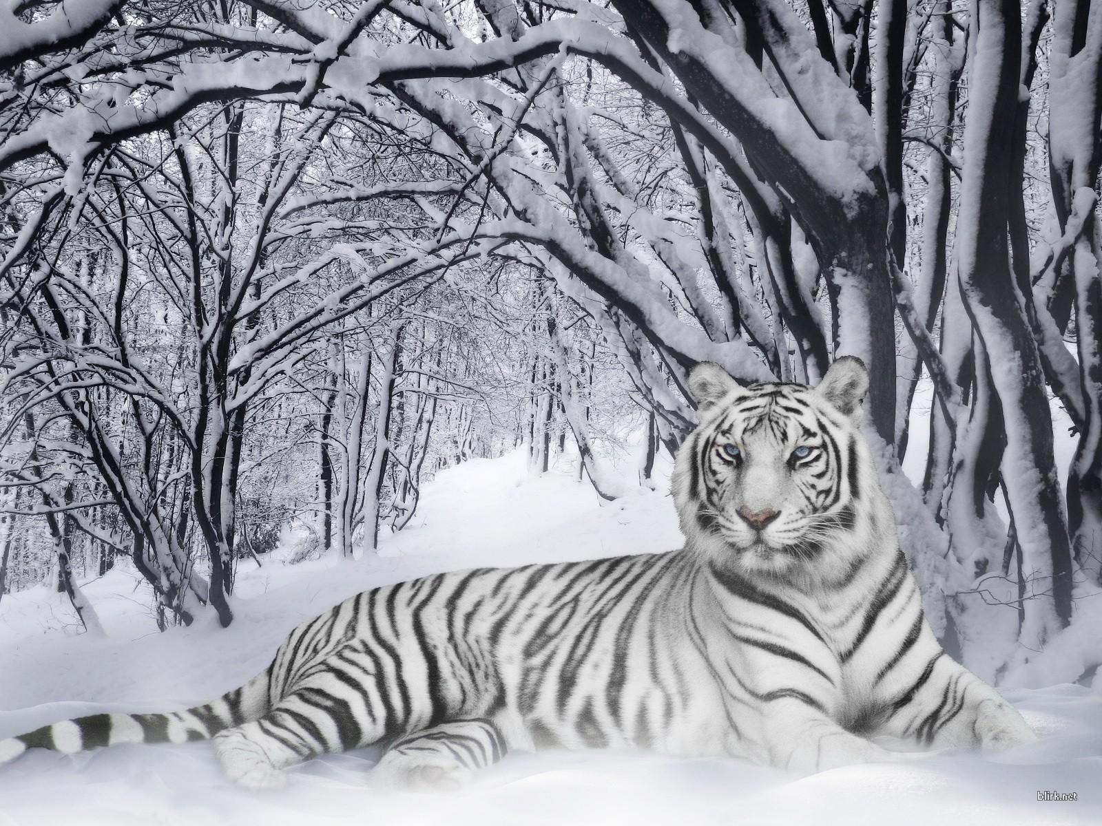 White Tiger In Snow Wallpapers Top Free White Tiger In Snow