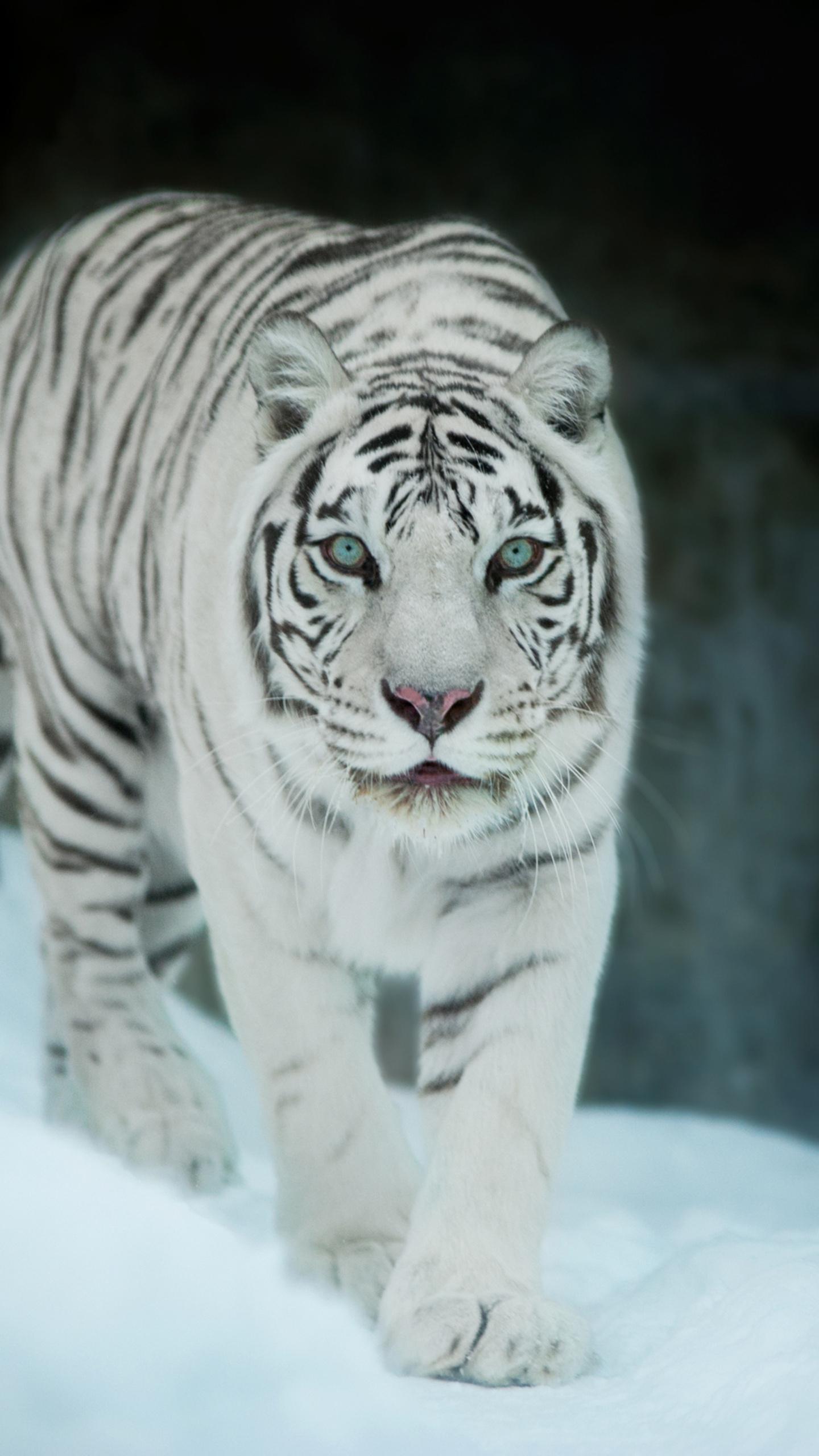 White Tiger In Snow Wallpapers Top Free White Tiger In Snow