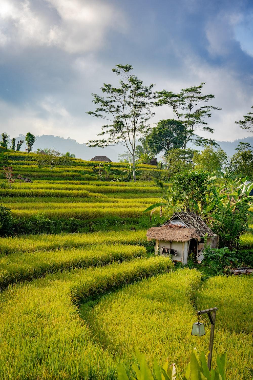 Ricefield Wallpapers Top Free Ricefield Backgrounds WallpaperAccess